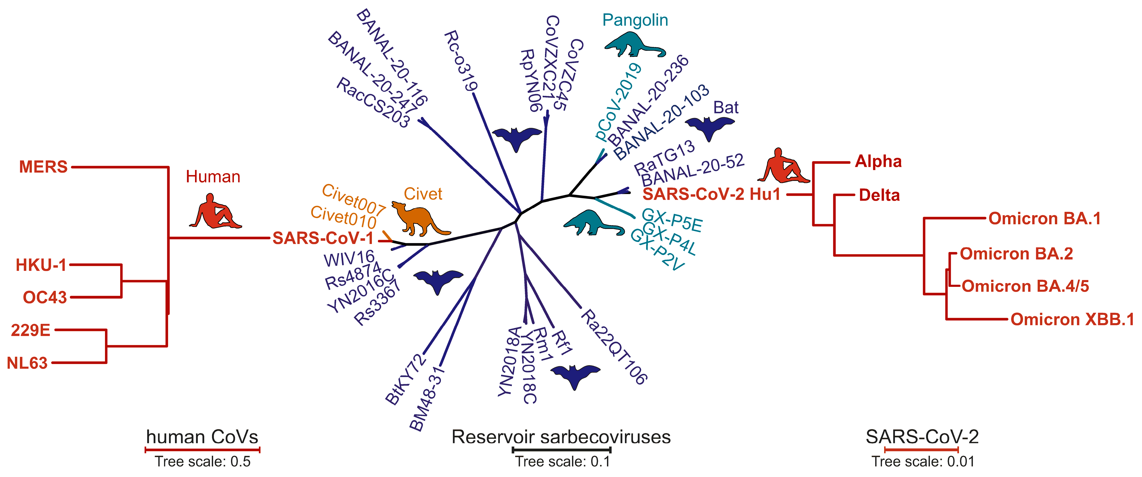 Viruses 16 00177 g001