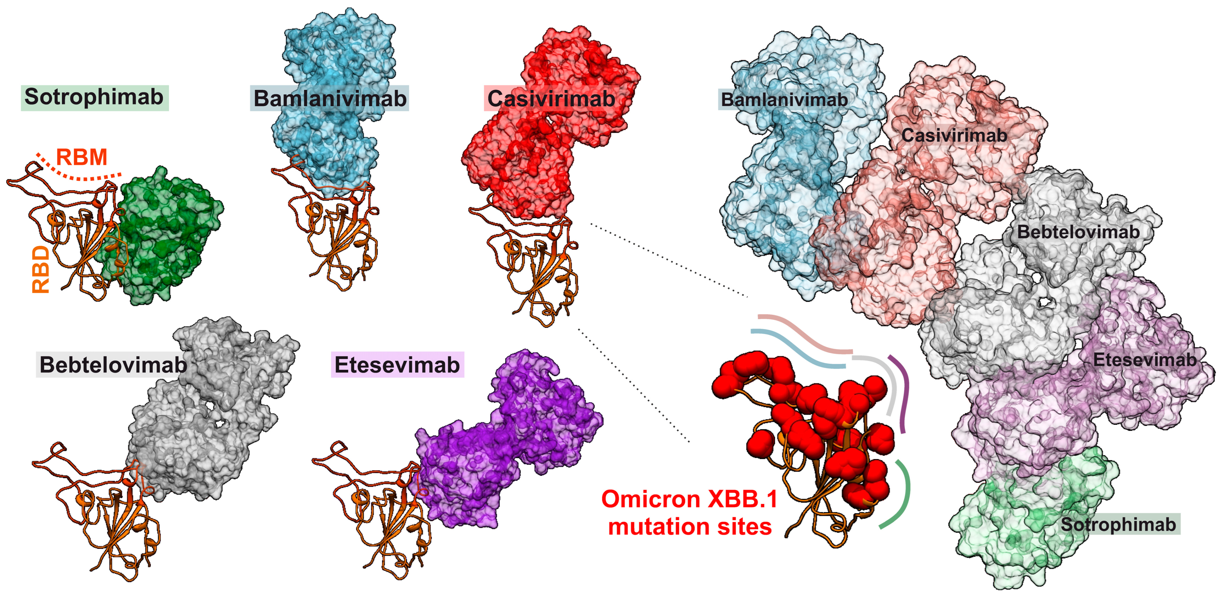 Viruses 16 00177 g003