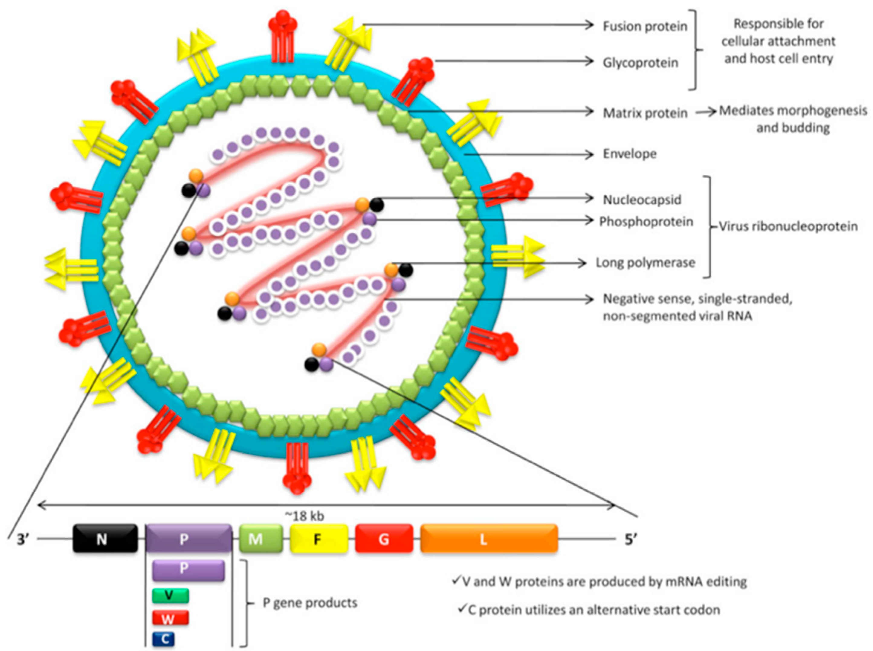 Геном гриппа. Вирус болезни Ауески строение. Вирус Нипах строение. Структура вируса герпеса. Структура генома вируса герпеса.