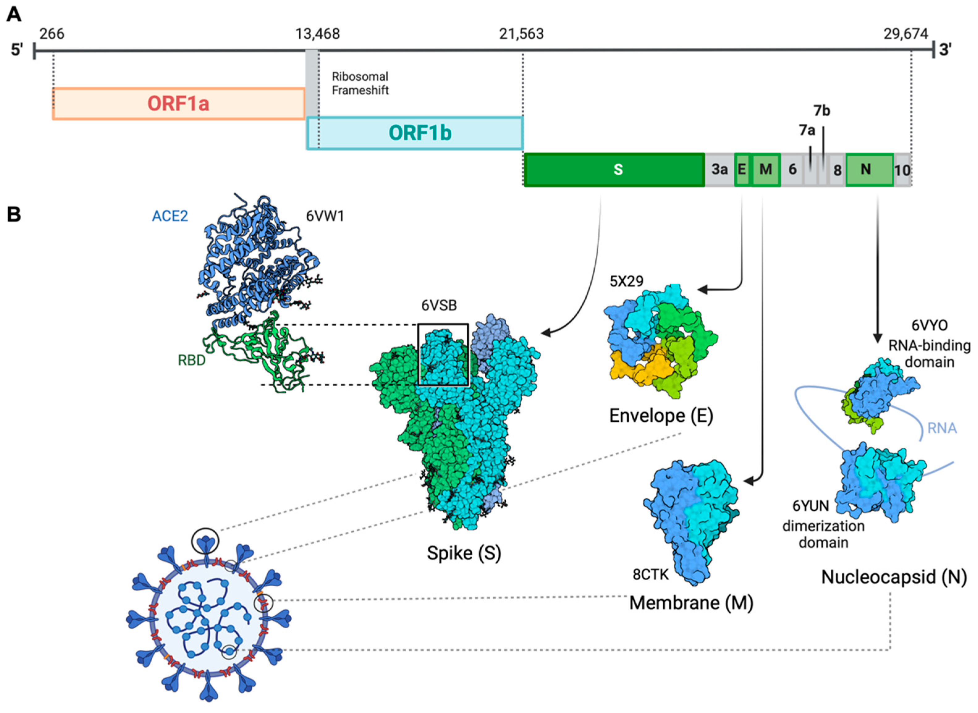 Viruses 16 00184 g001