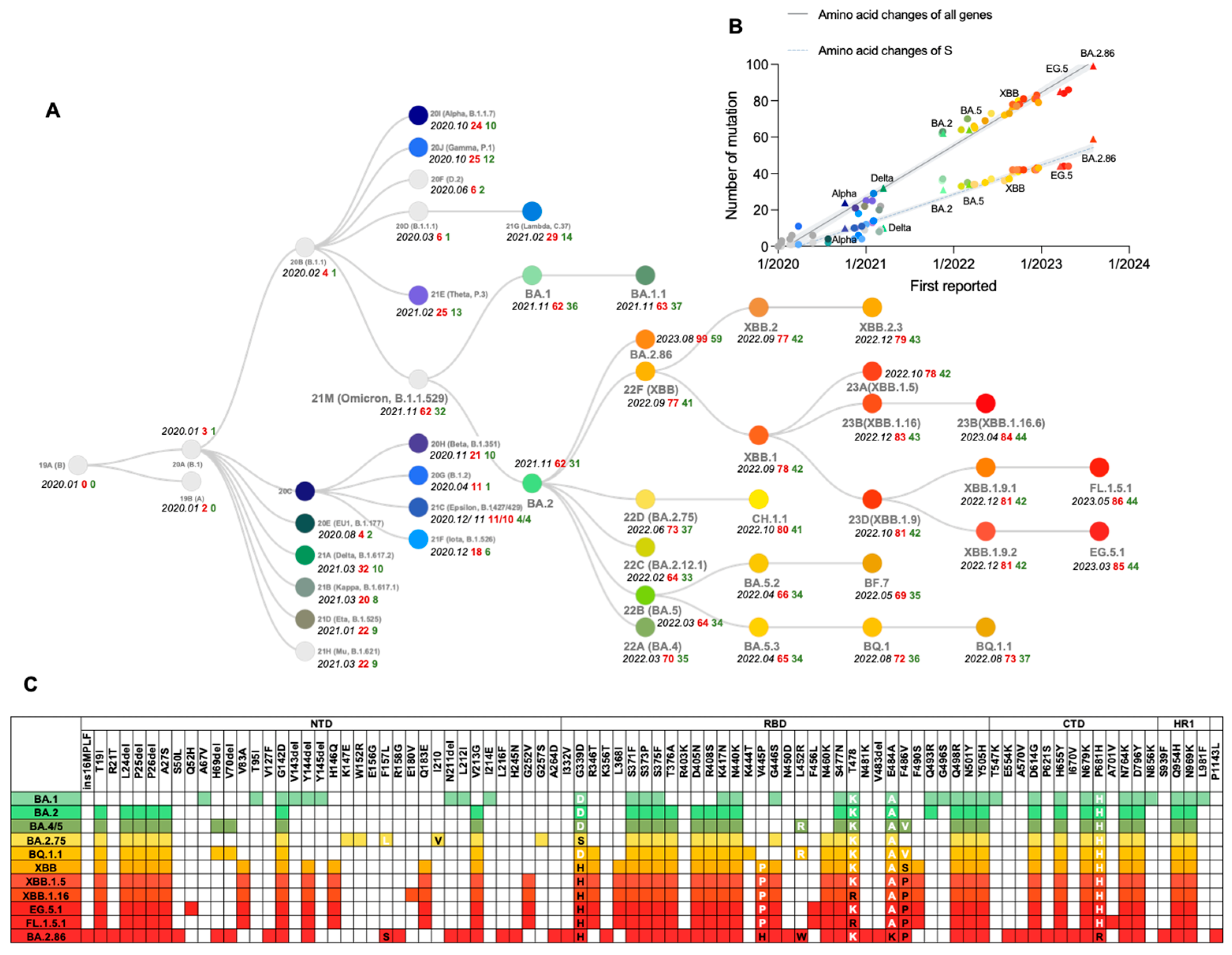 Viruses 16 00184 g002