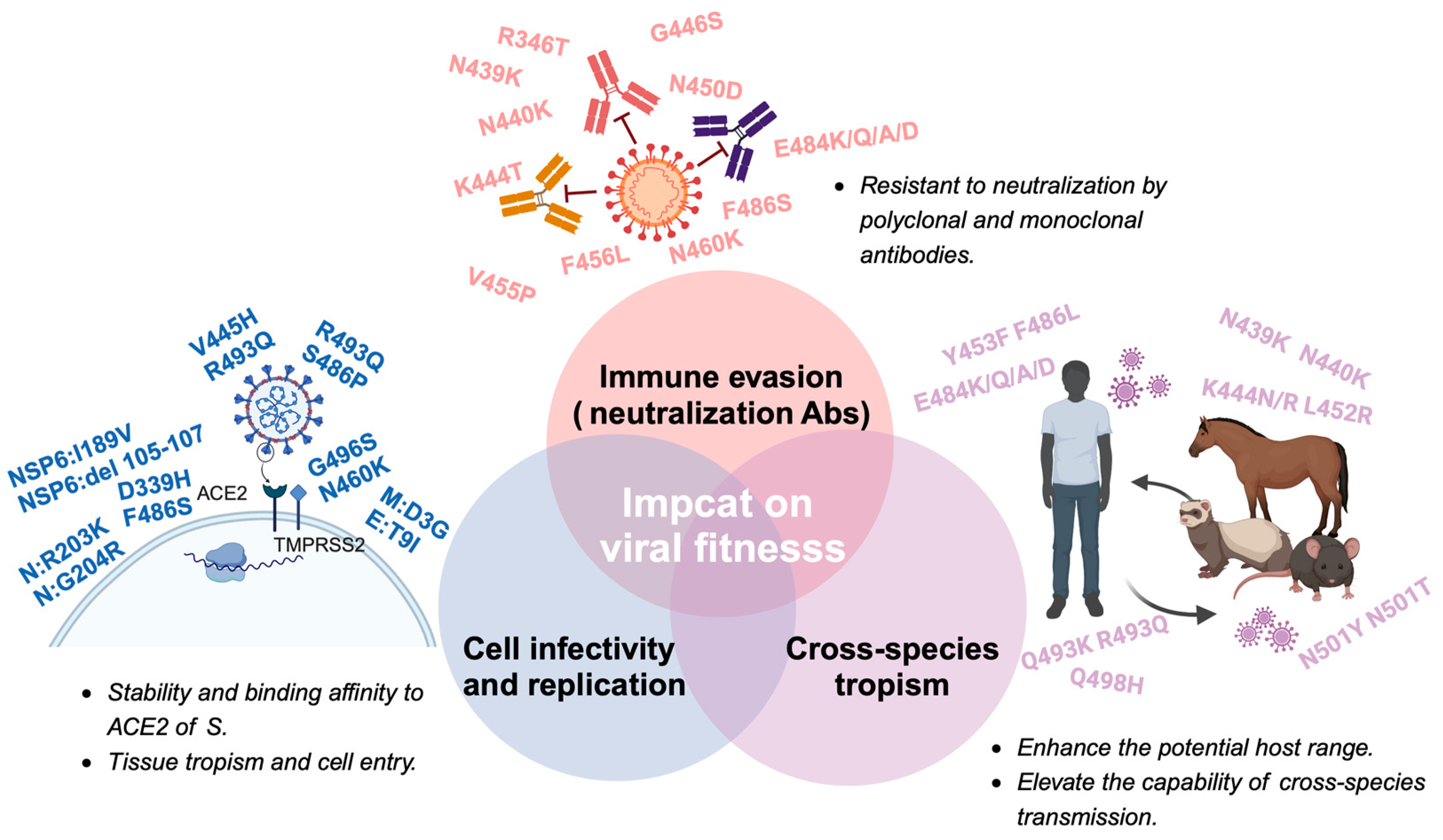 Viruses 16 00184 g003