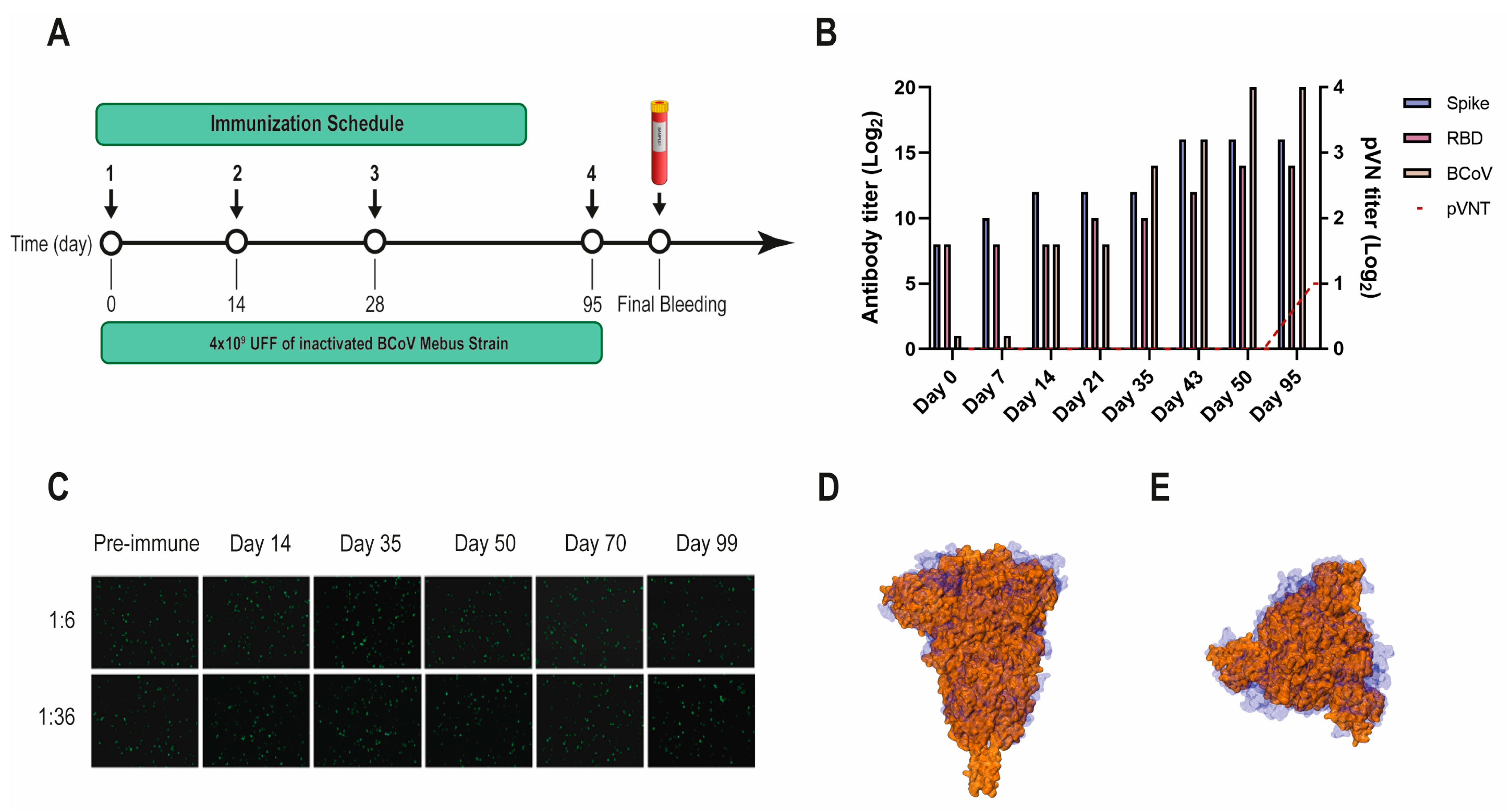 Viruses 16 00185 g002