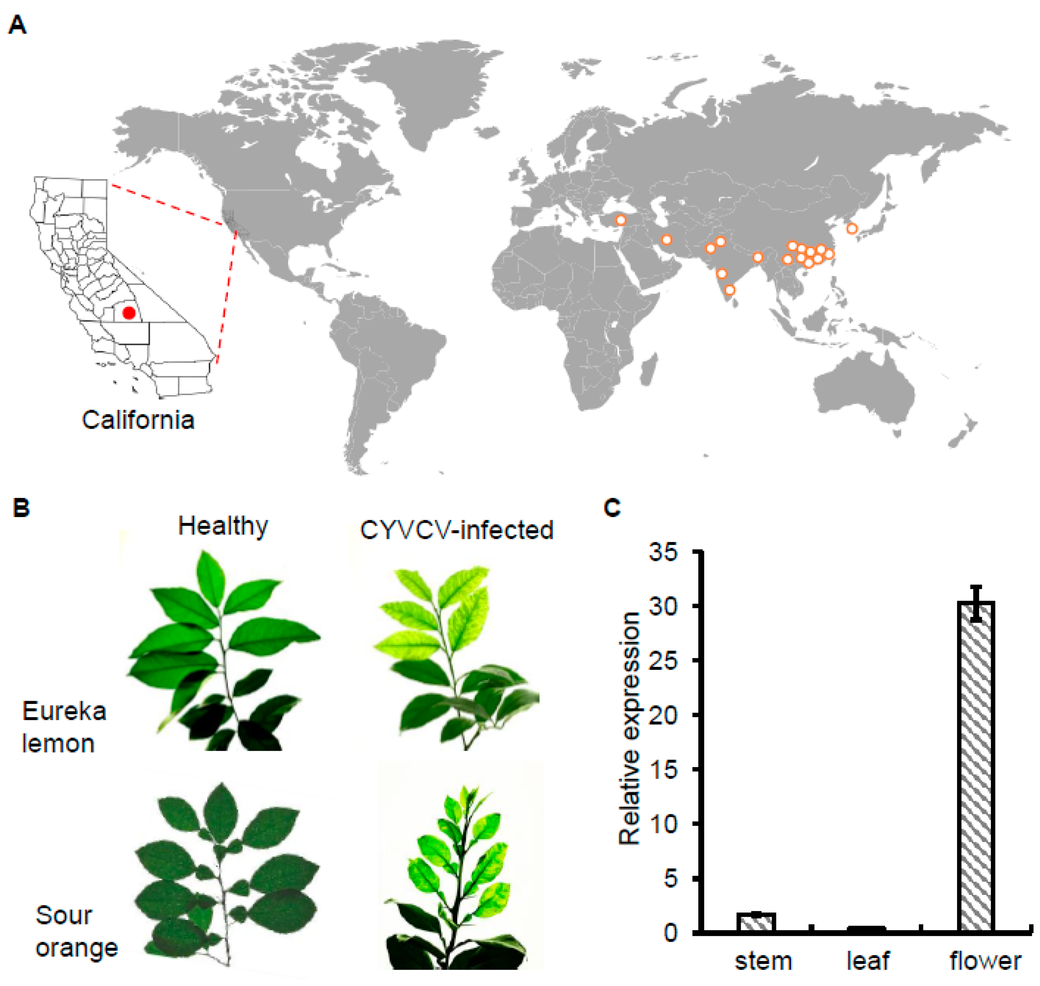 Viruses 16 00188 g001