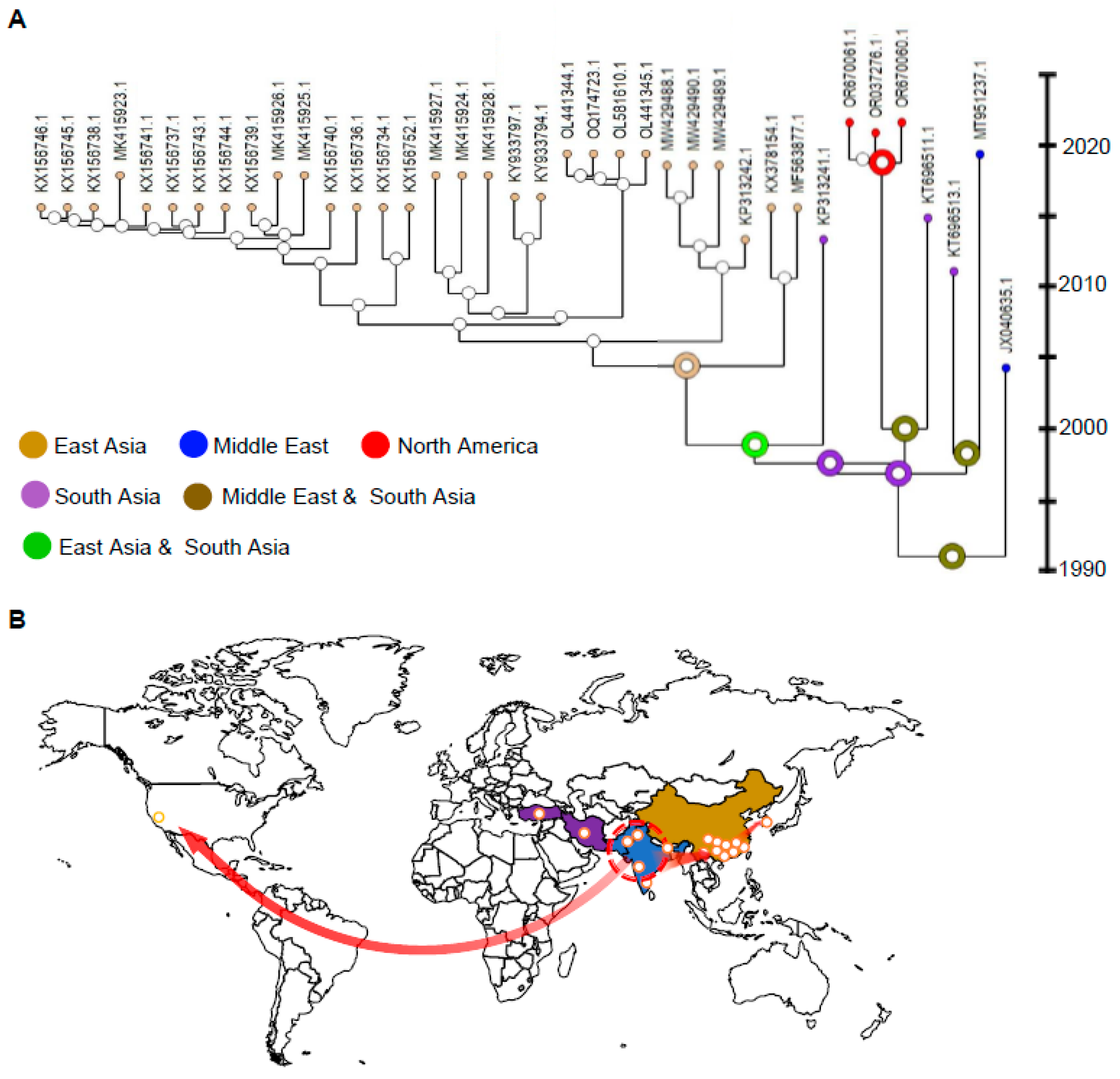 Viruses 16 00188 g006