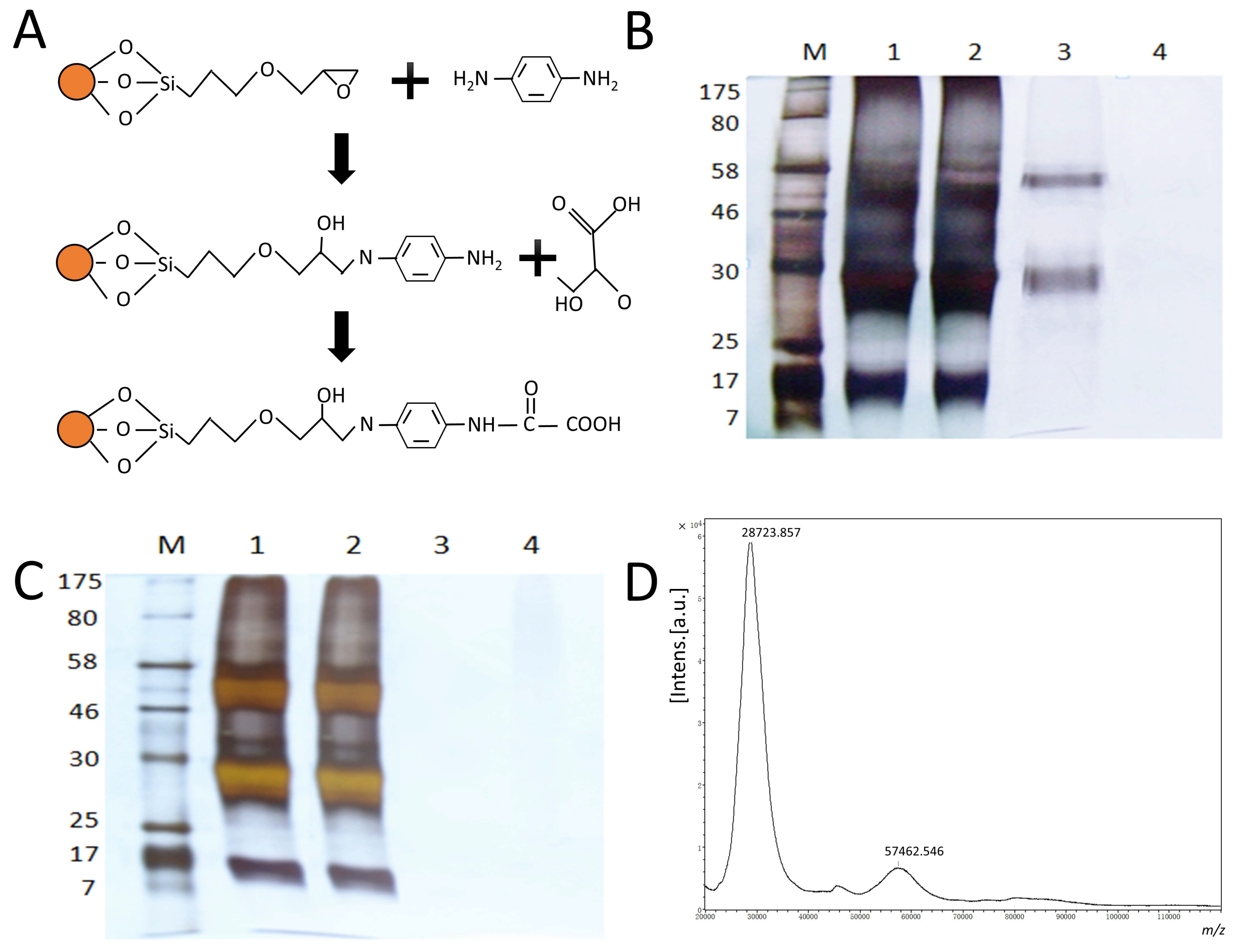 Viruses 16 00190 g001
