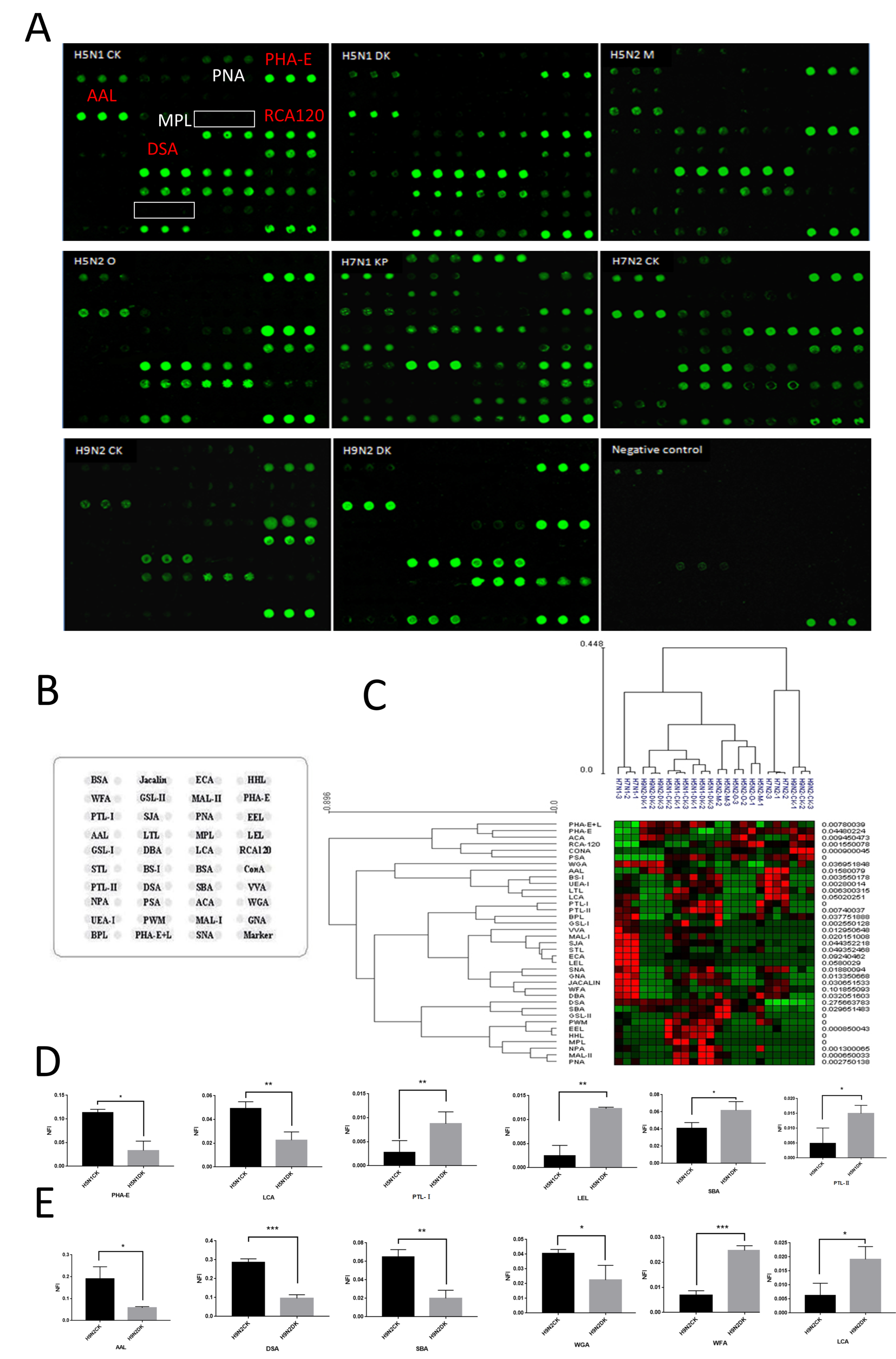 Viruses 16 00190 g002