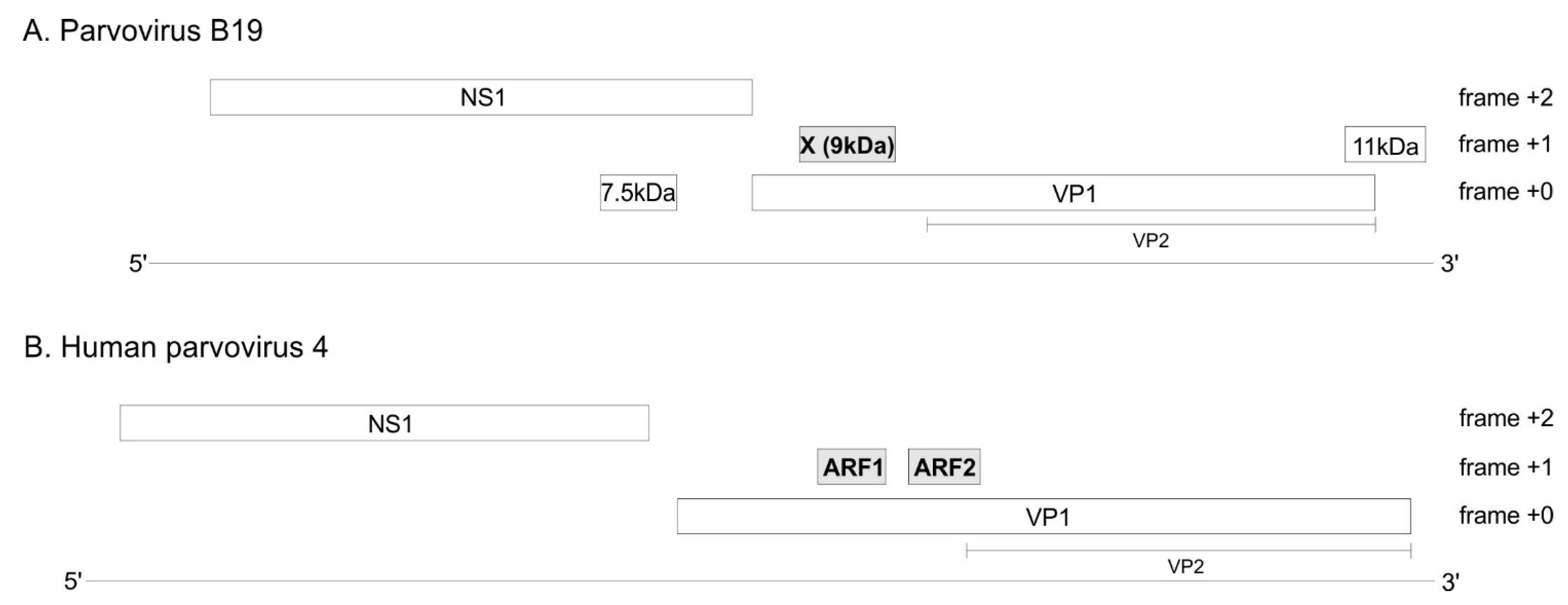 Viruses 16 00191 g001 Viruses 16 00191 g001