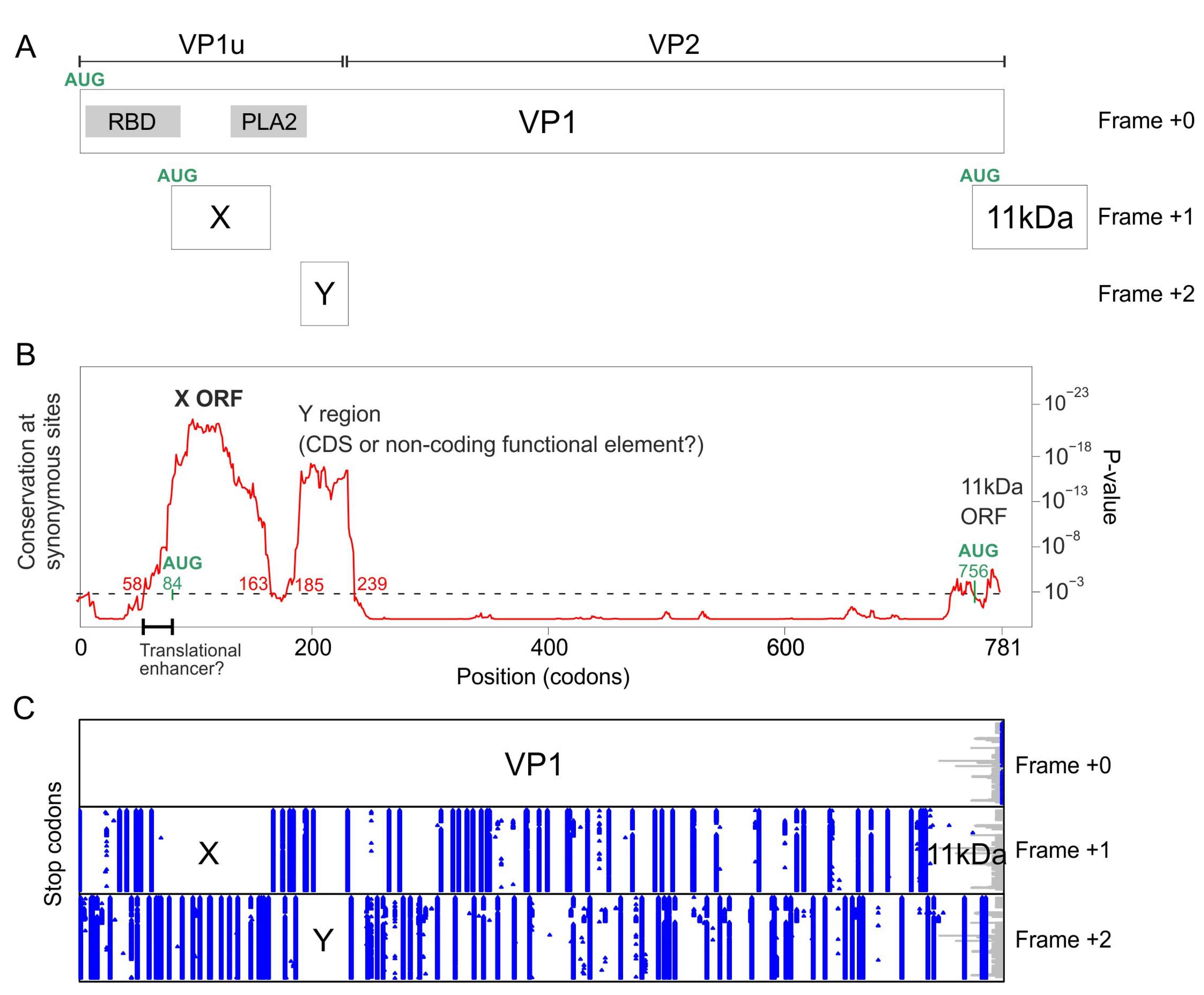 Viruses 16 00191 g002 Viruses 16 00191 g002