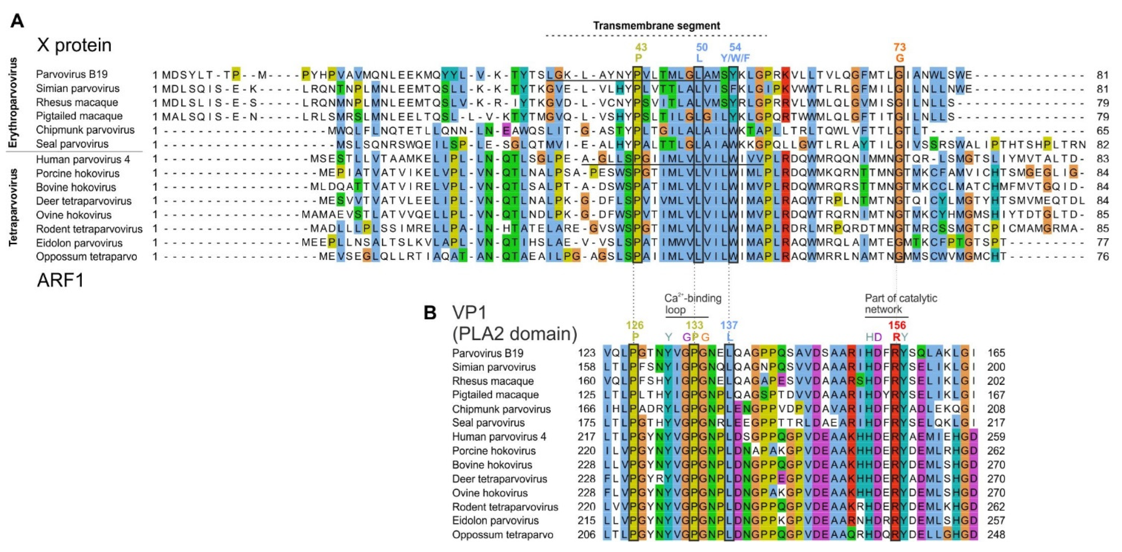 Viruses 16 00191 g005 Viruses 16 00191 g005