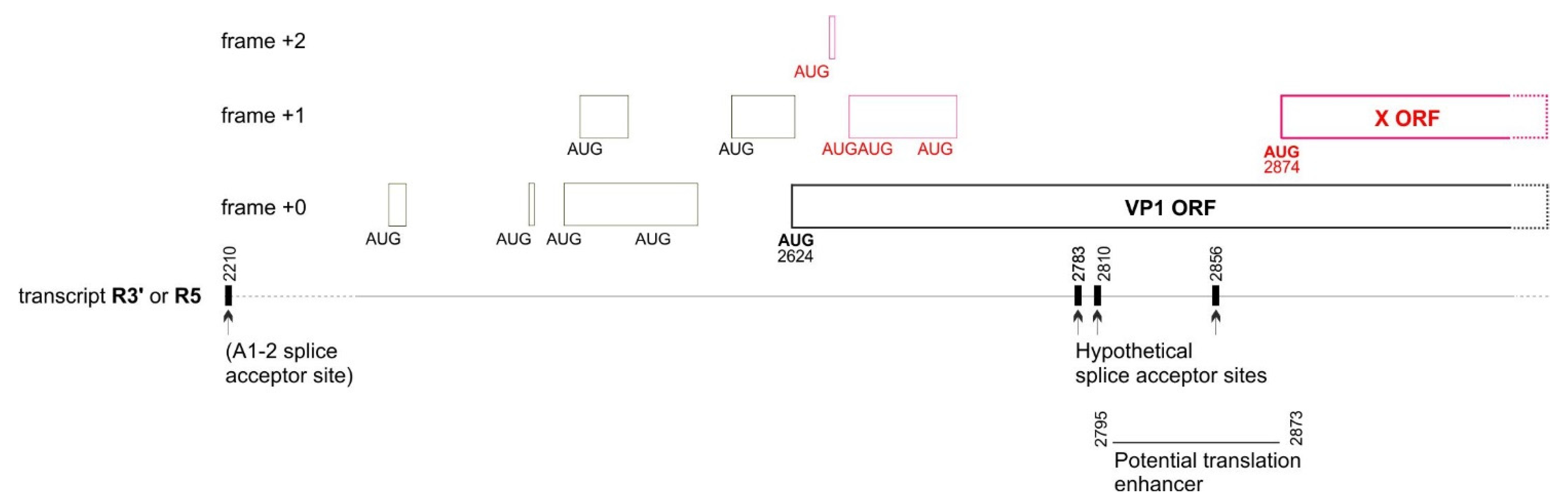 Viruses 16 00191 g008 Viruses 16 00191 g008