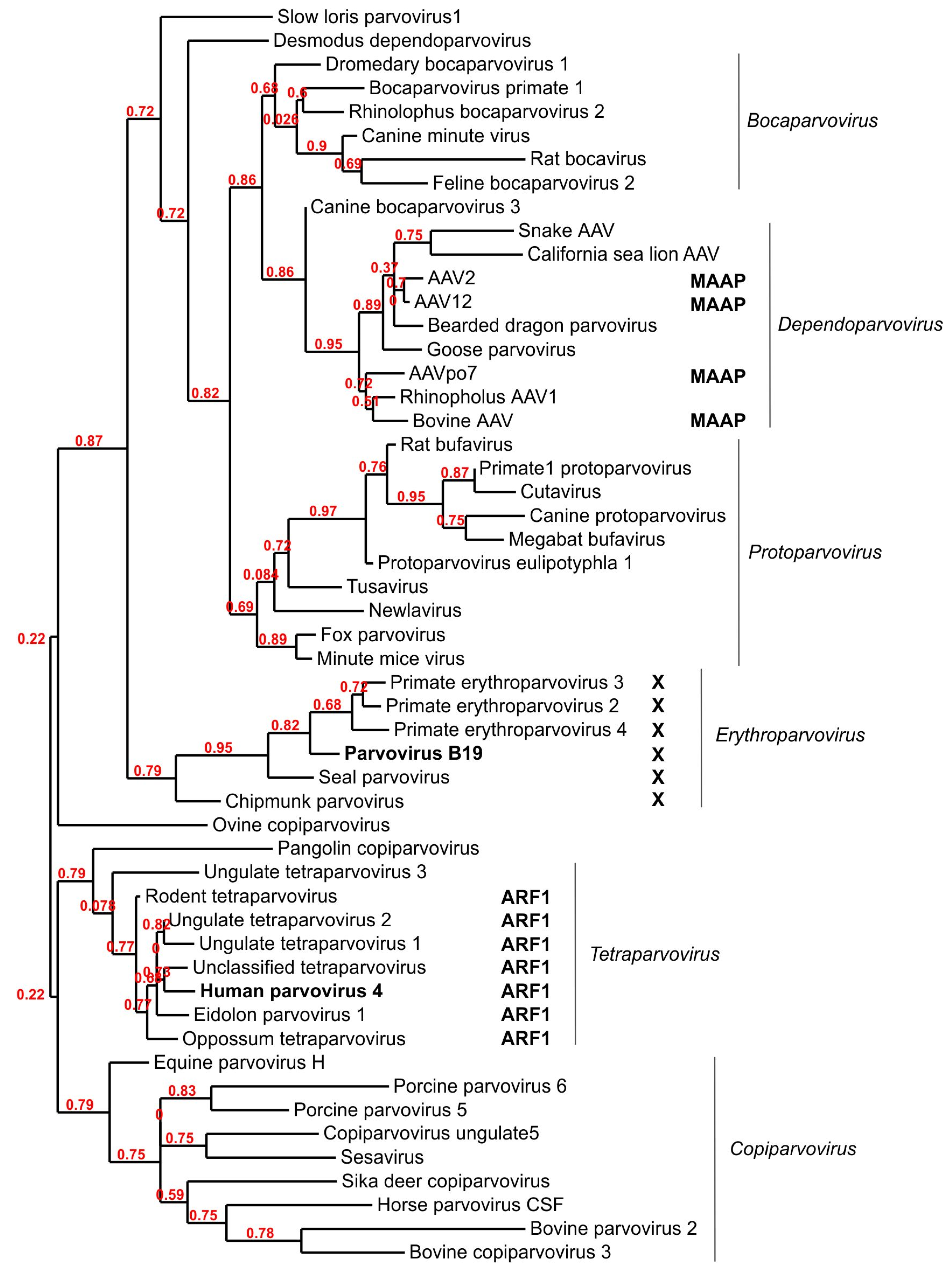 Viruses 16 00191 g009 Viruses 16 00191 g009