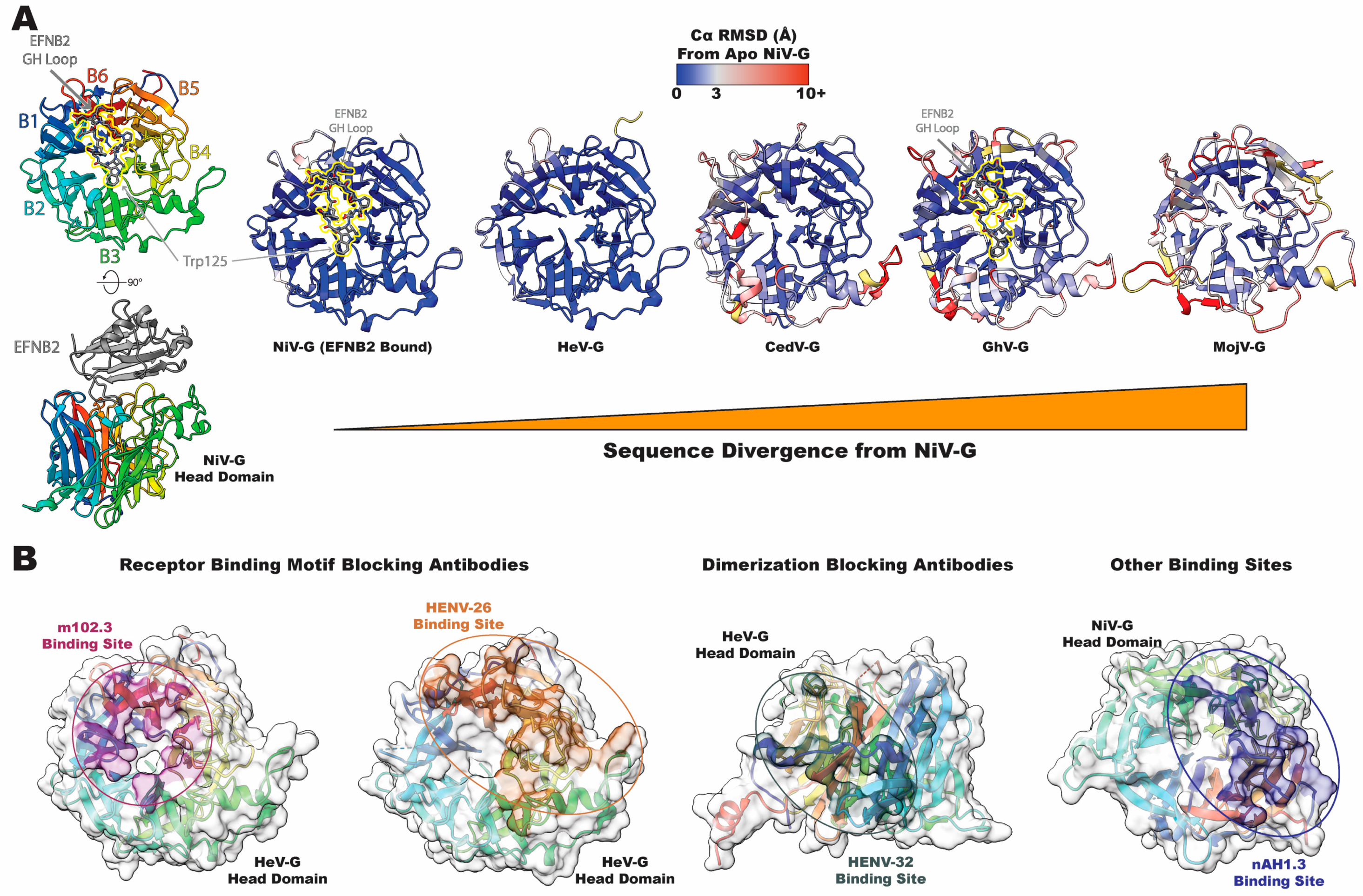 Viruses 16 00195 g003