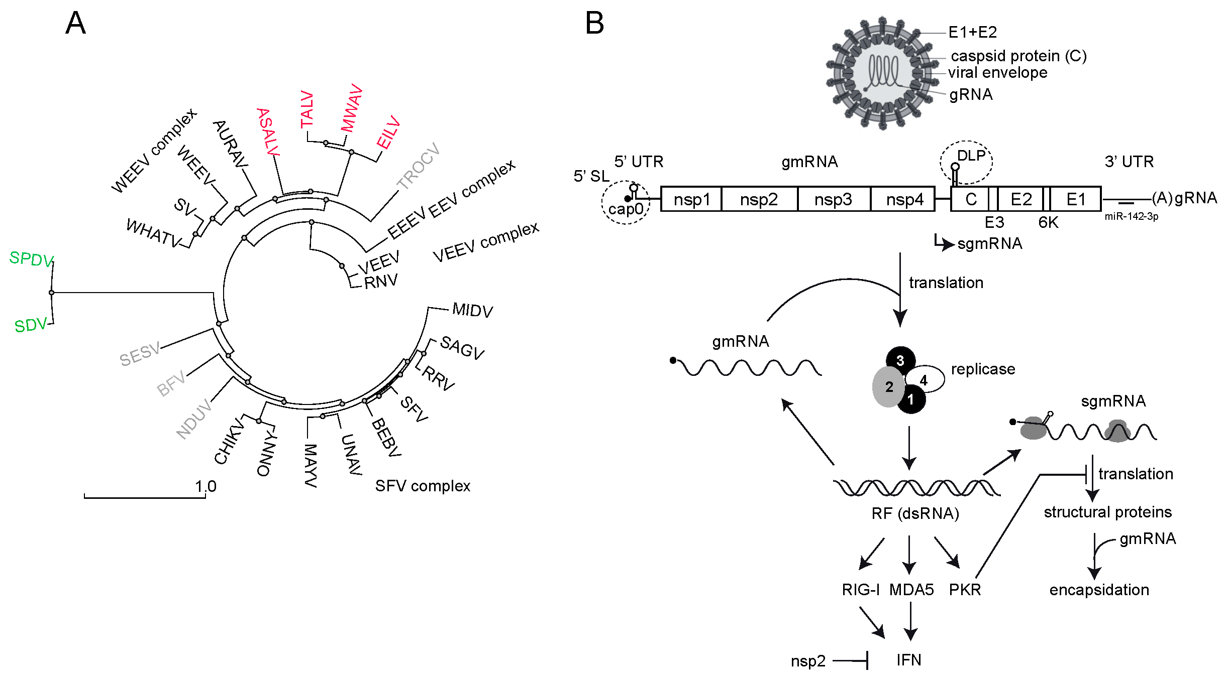 Viruses | Free Full-Text | Translational Control of Alphavirus–Host  Interactions: Implications in Viral Evolution, Tropism and Antiviral  Response