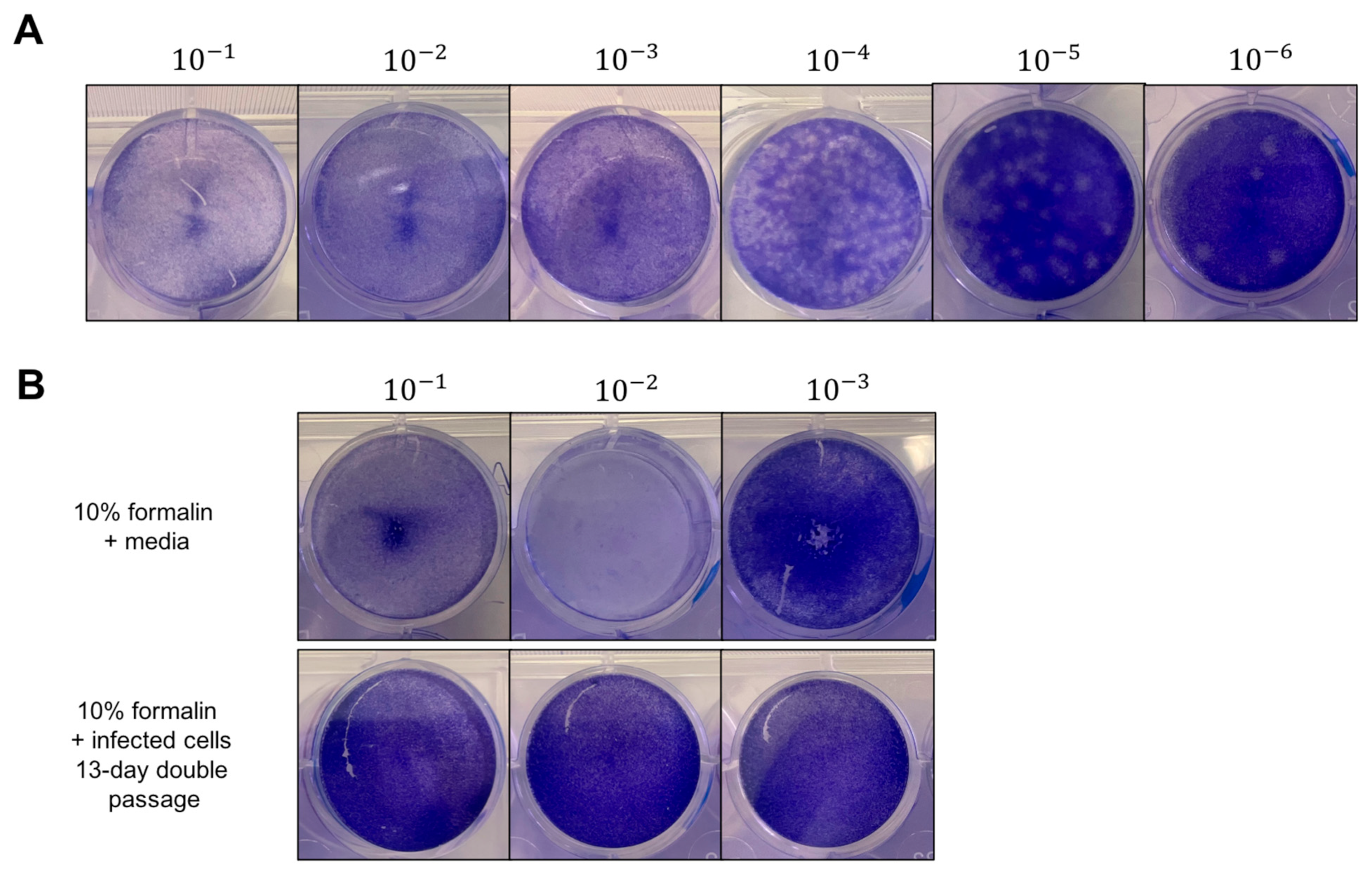 Viruses 16 00206 g002