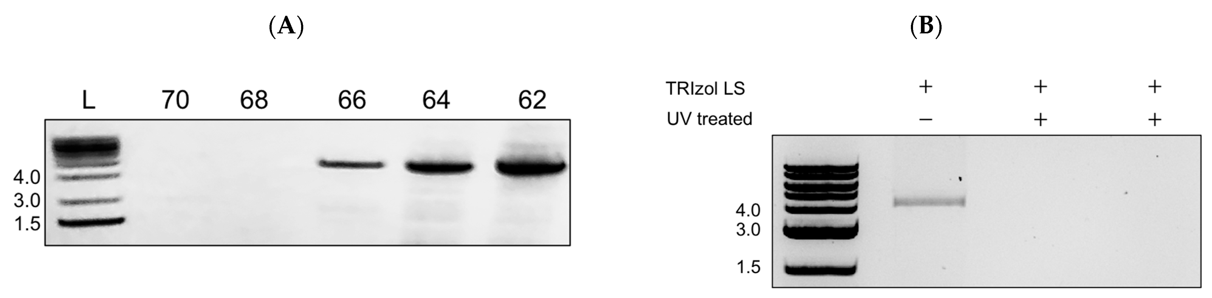 Viruses 16 00206 g003
