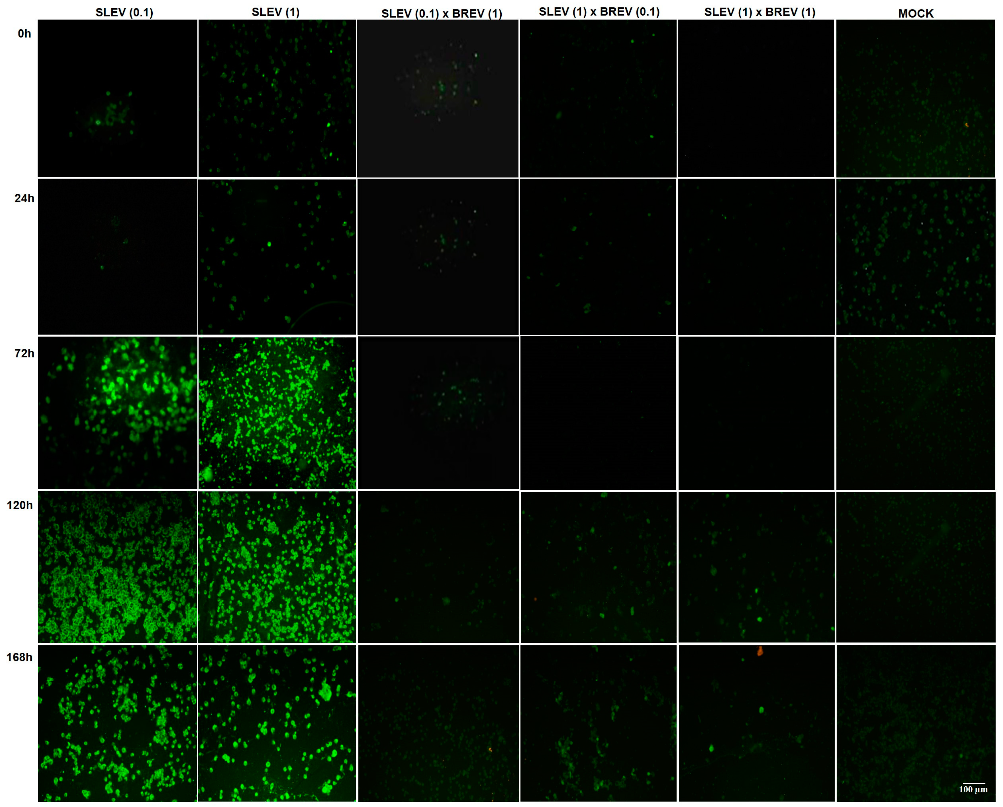 Viruses 16 00210 g002 Viruses 16 00210 g002