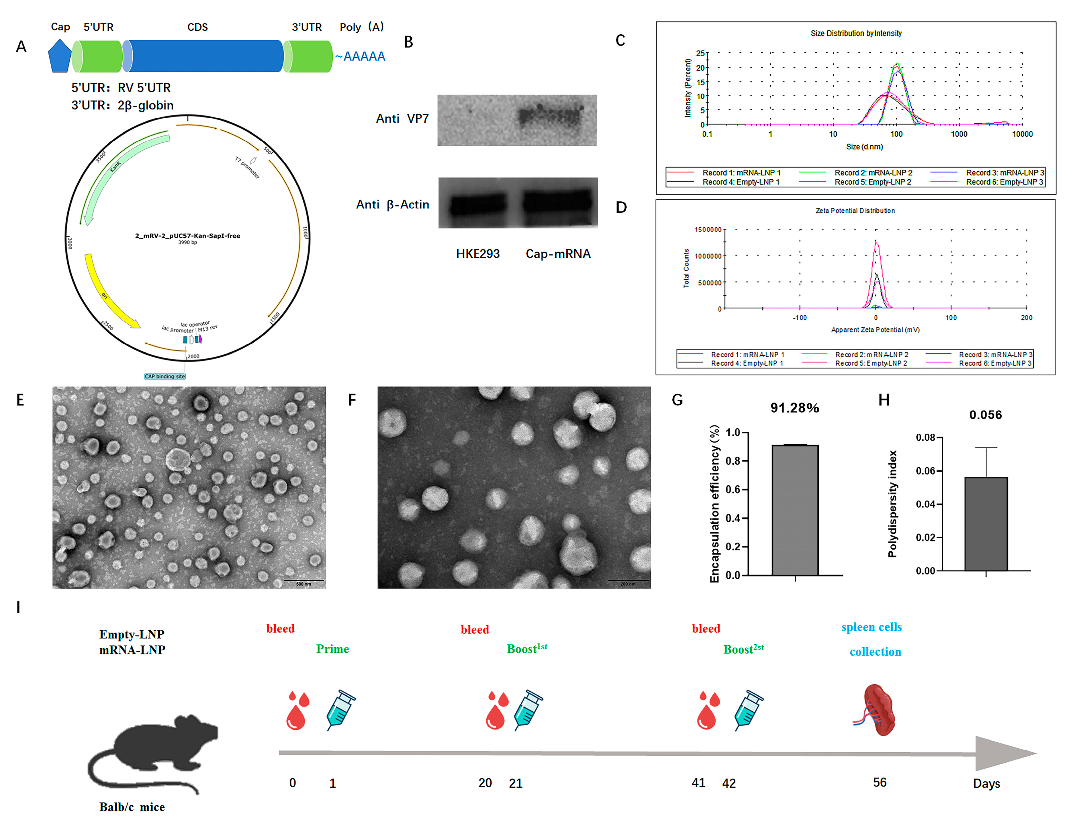 Viruses 16 00211 g001