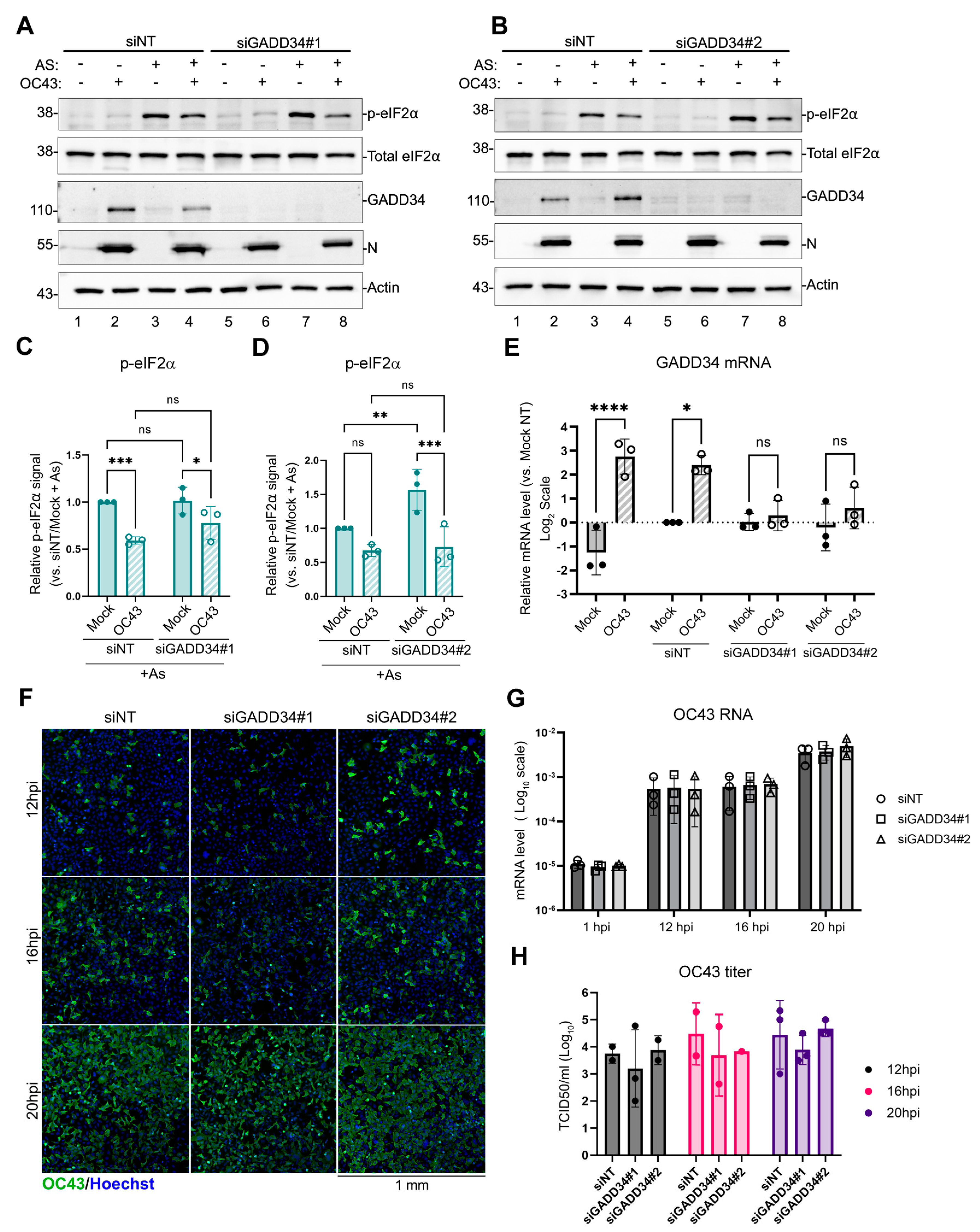 Viruses 16 00212 g005