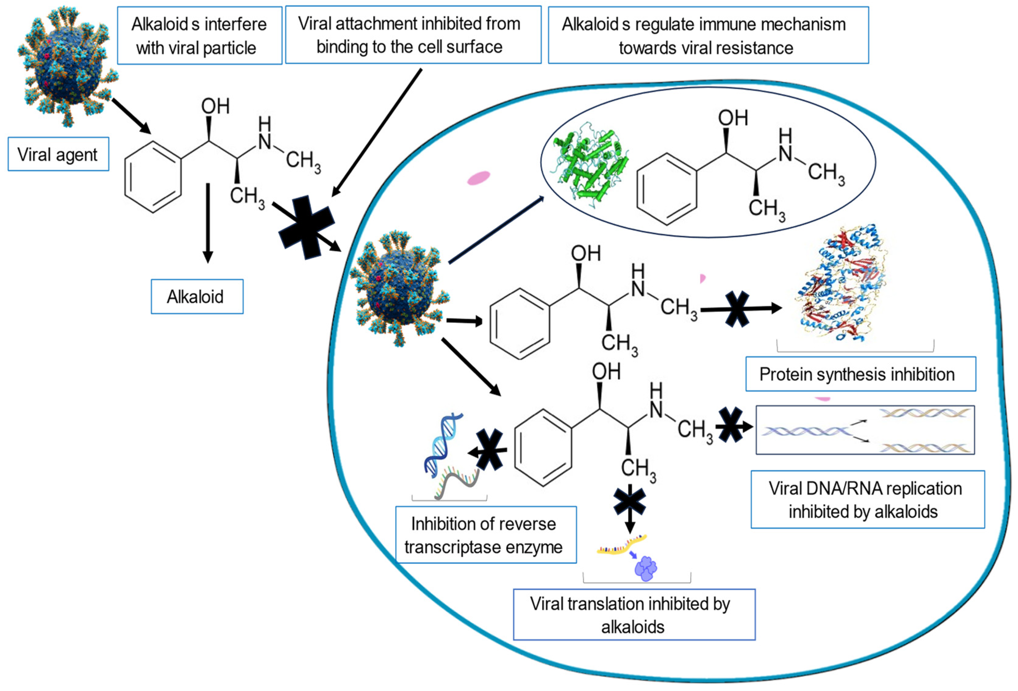 Viruses 16 00218 g002 Viruses 16 00218 g002