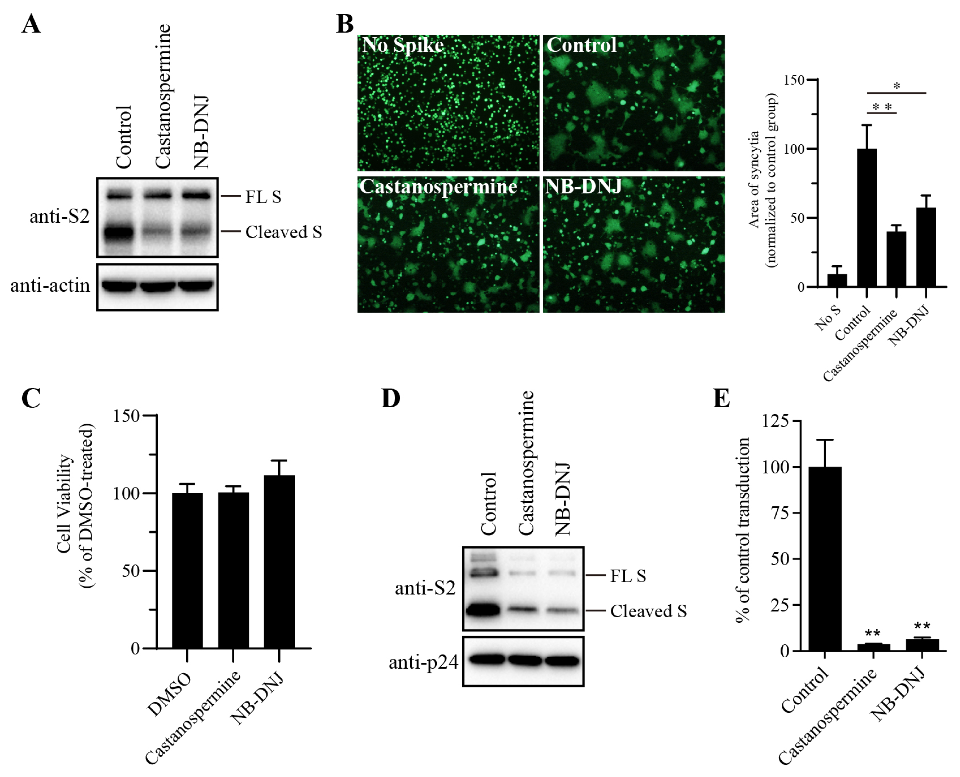 Viruses 16 00223 g001