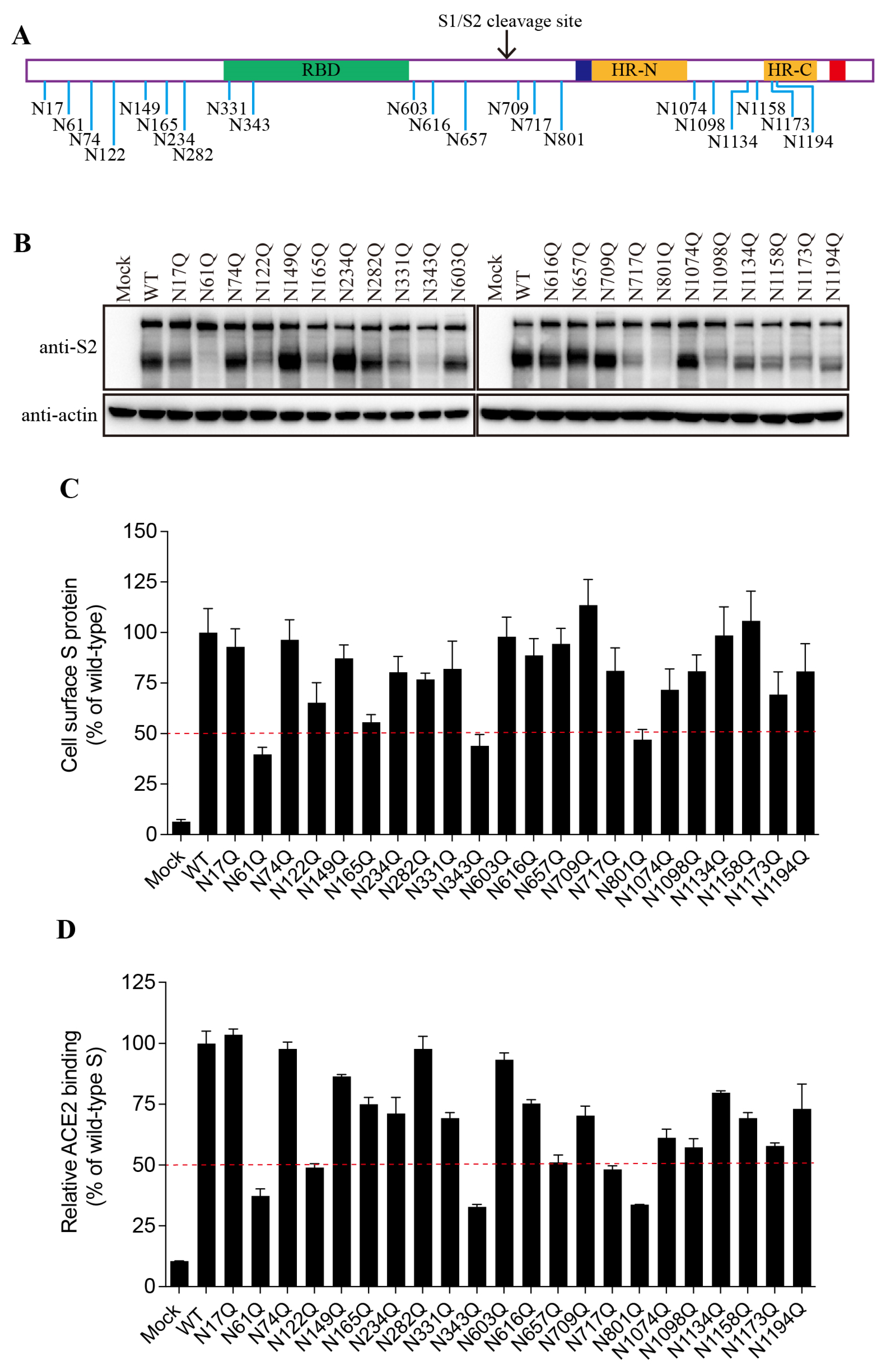 Viruses 16 00223 g002