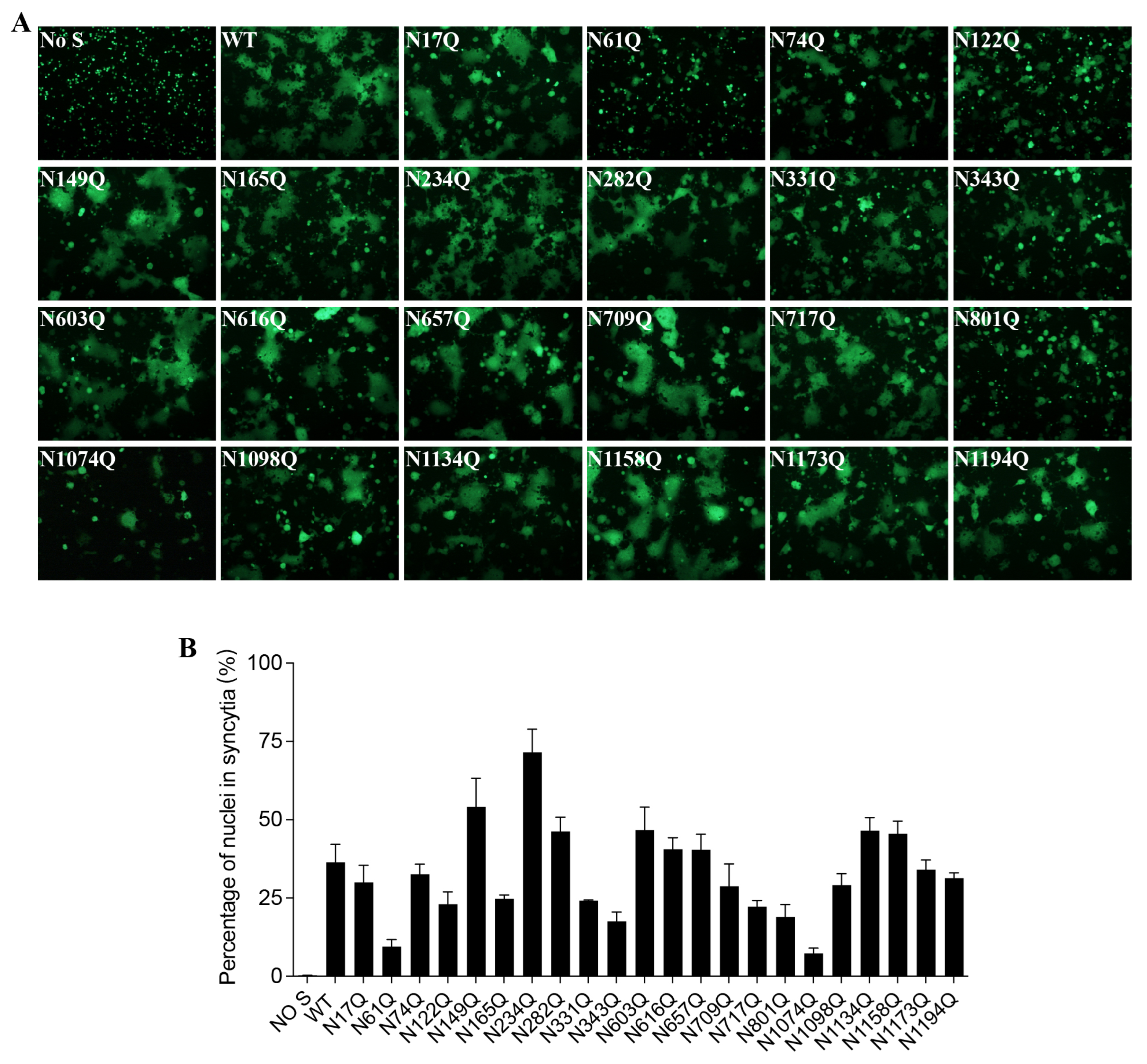 Viruses 16 00223 g003