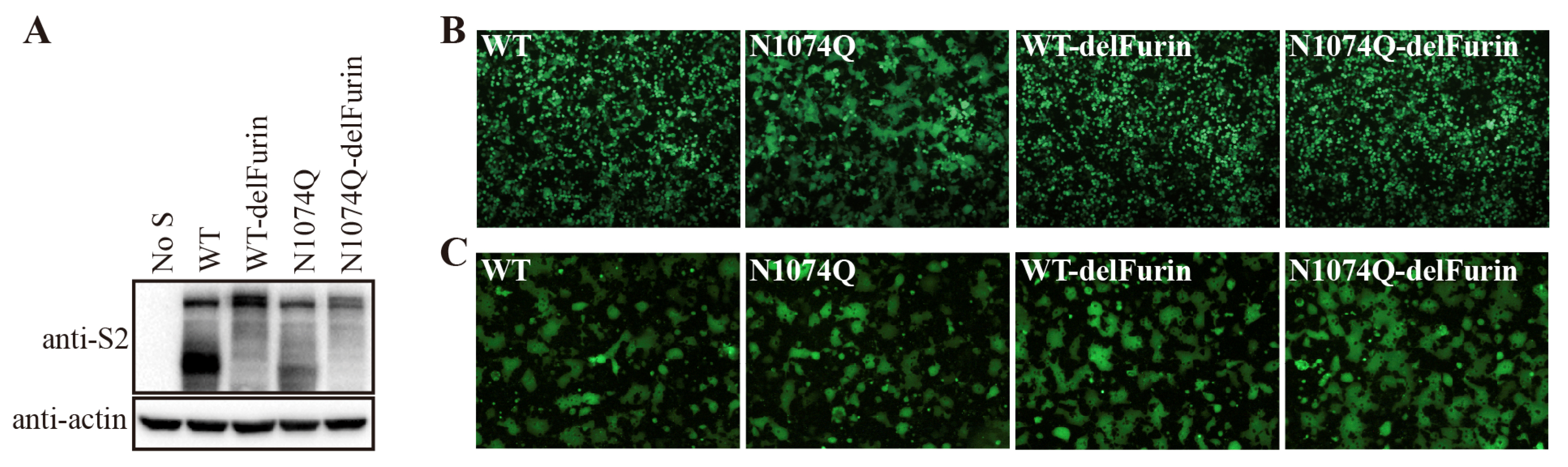 Viruses 16 00223 g006