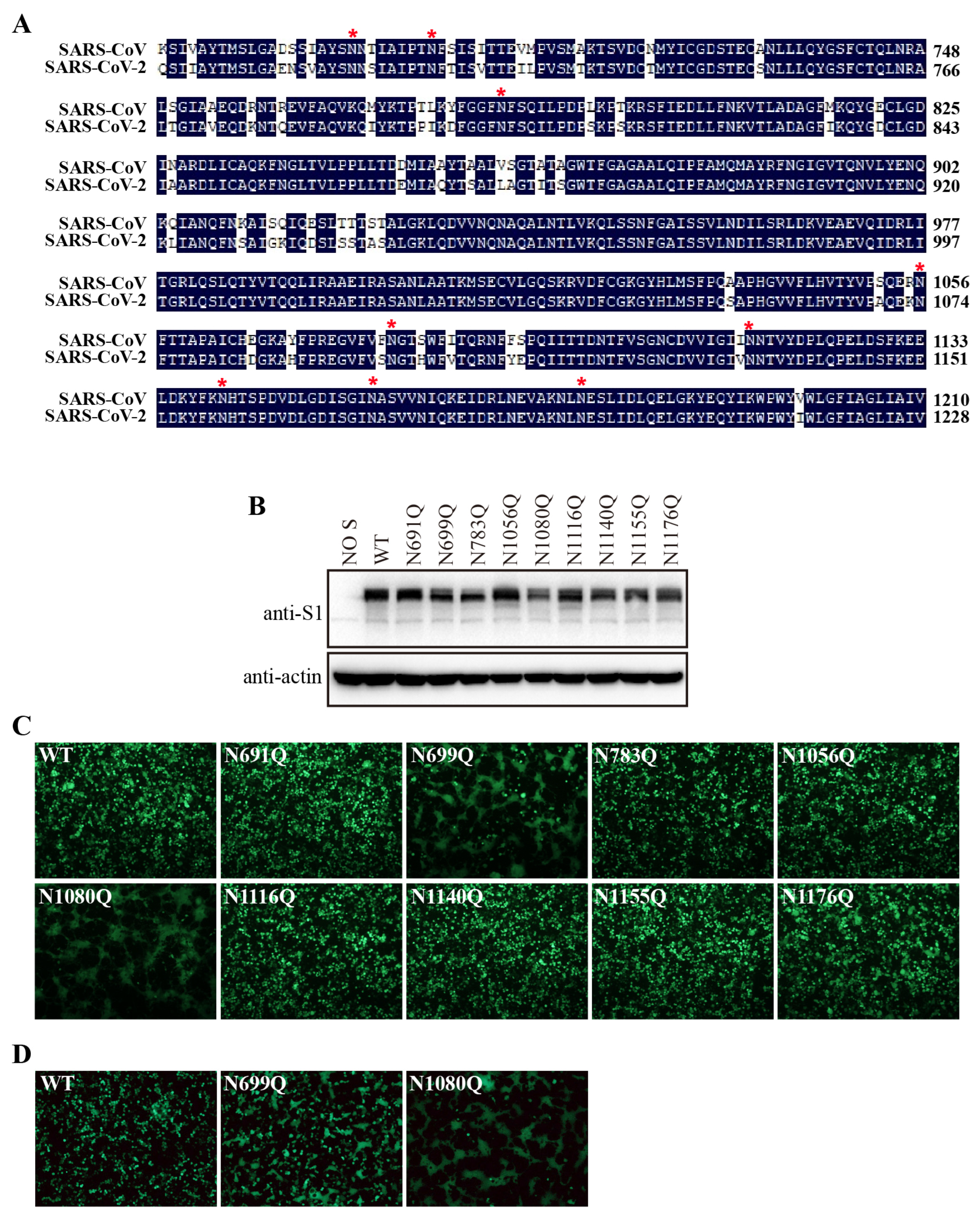Viruses 16 00223 g007