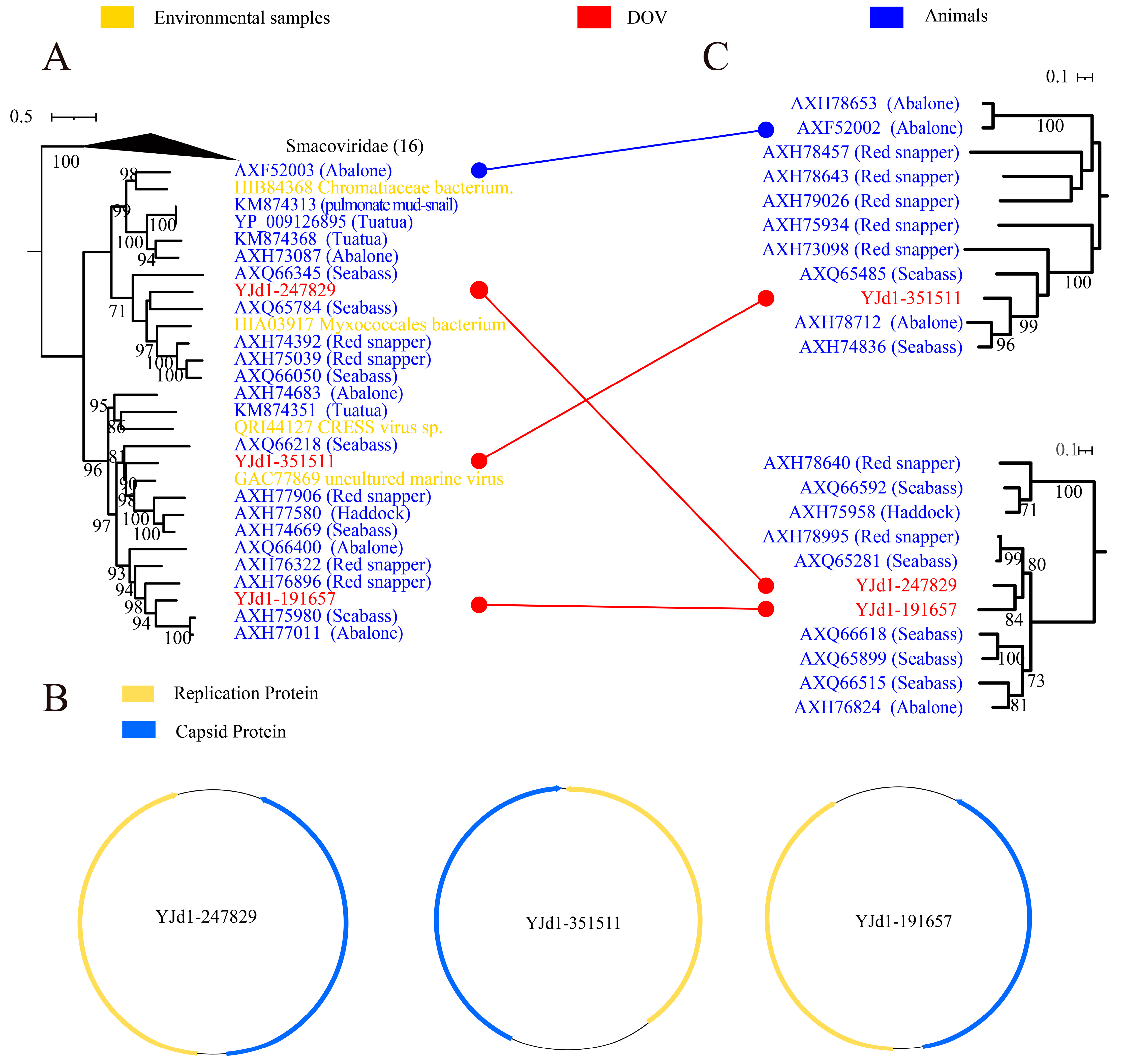 Viruses 16 00228 g003