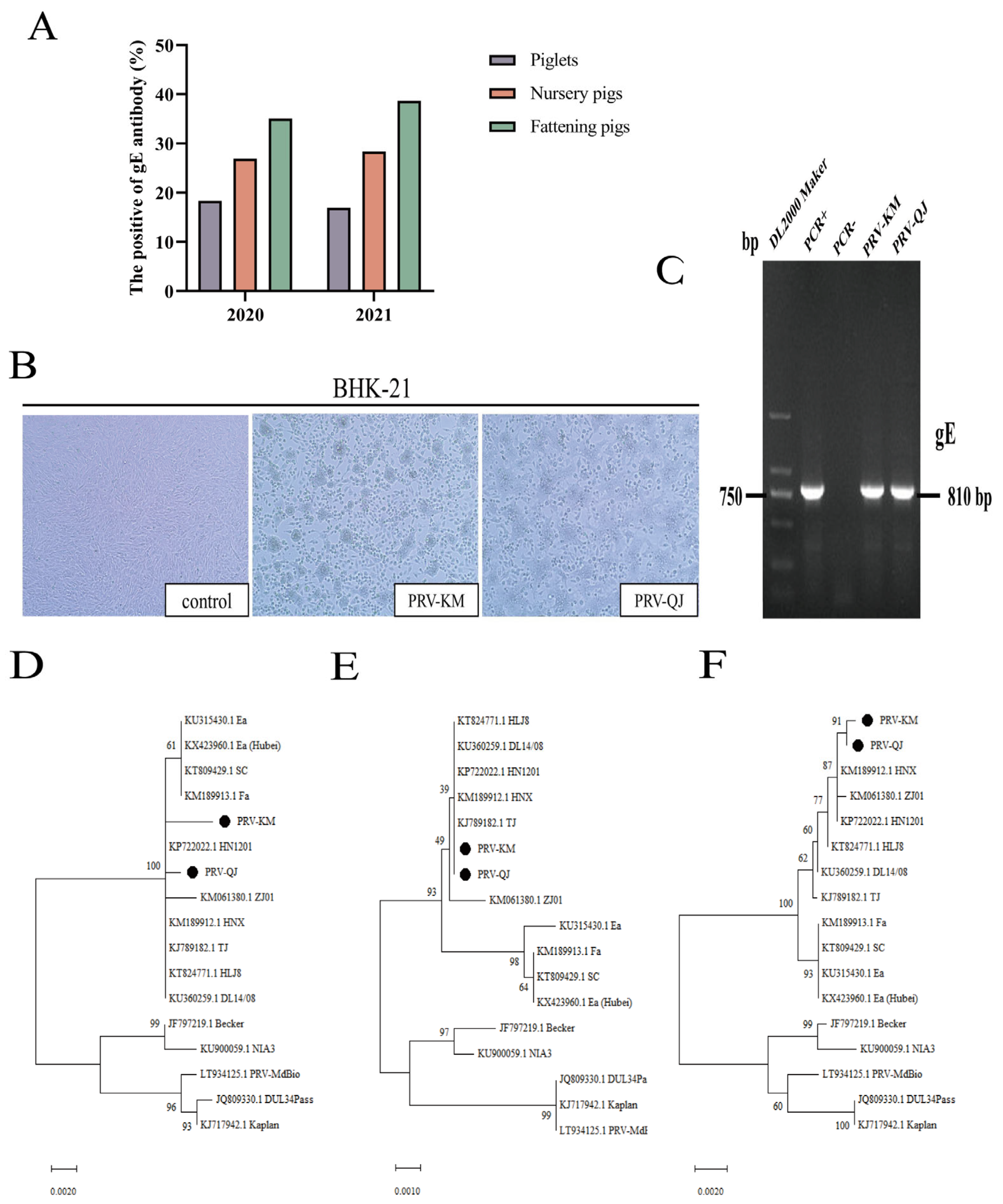 Viruses 16 00233 g001