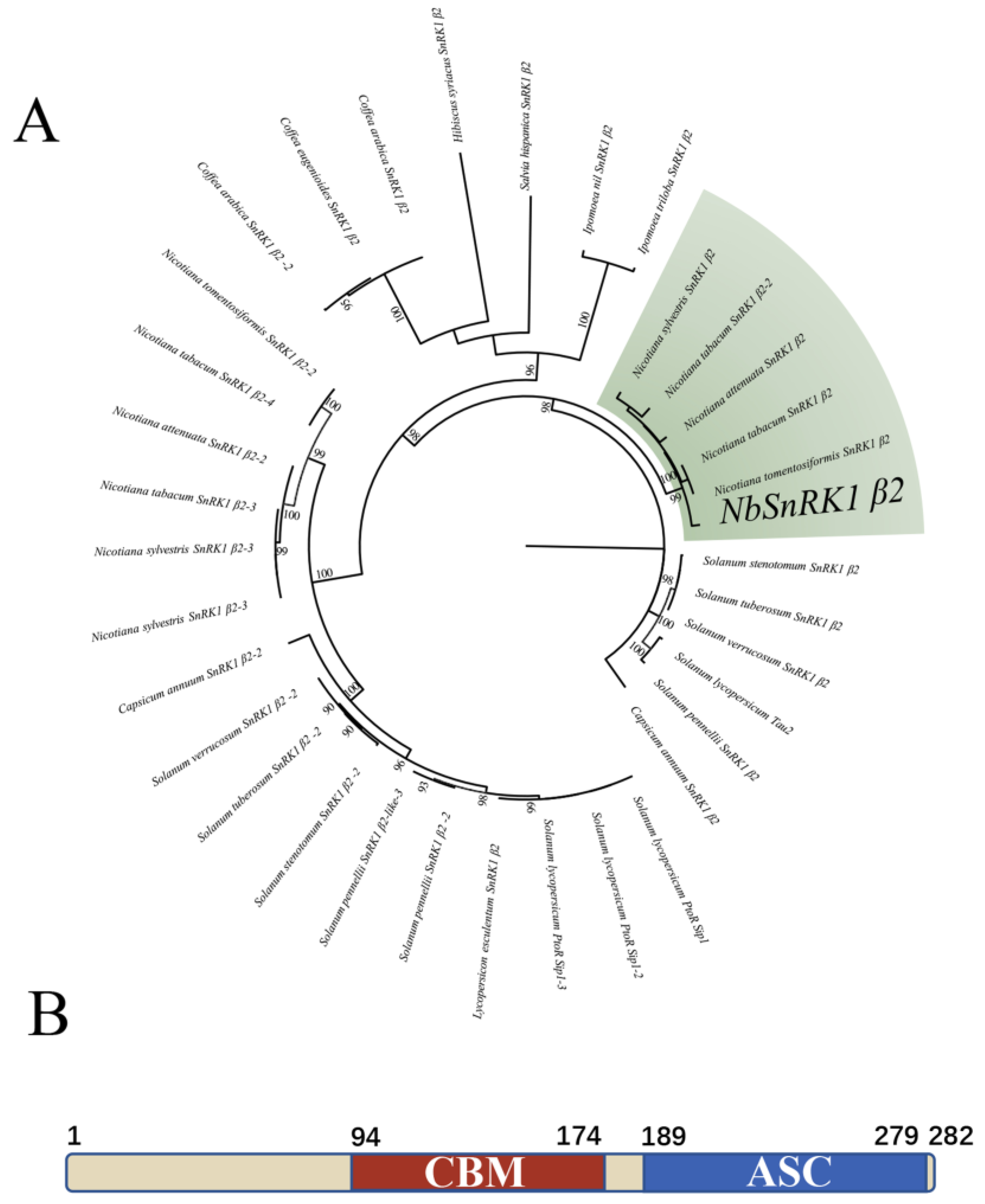 Viruses 16 00234 g001