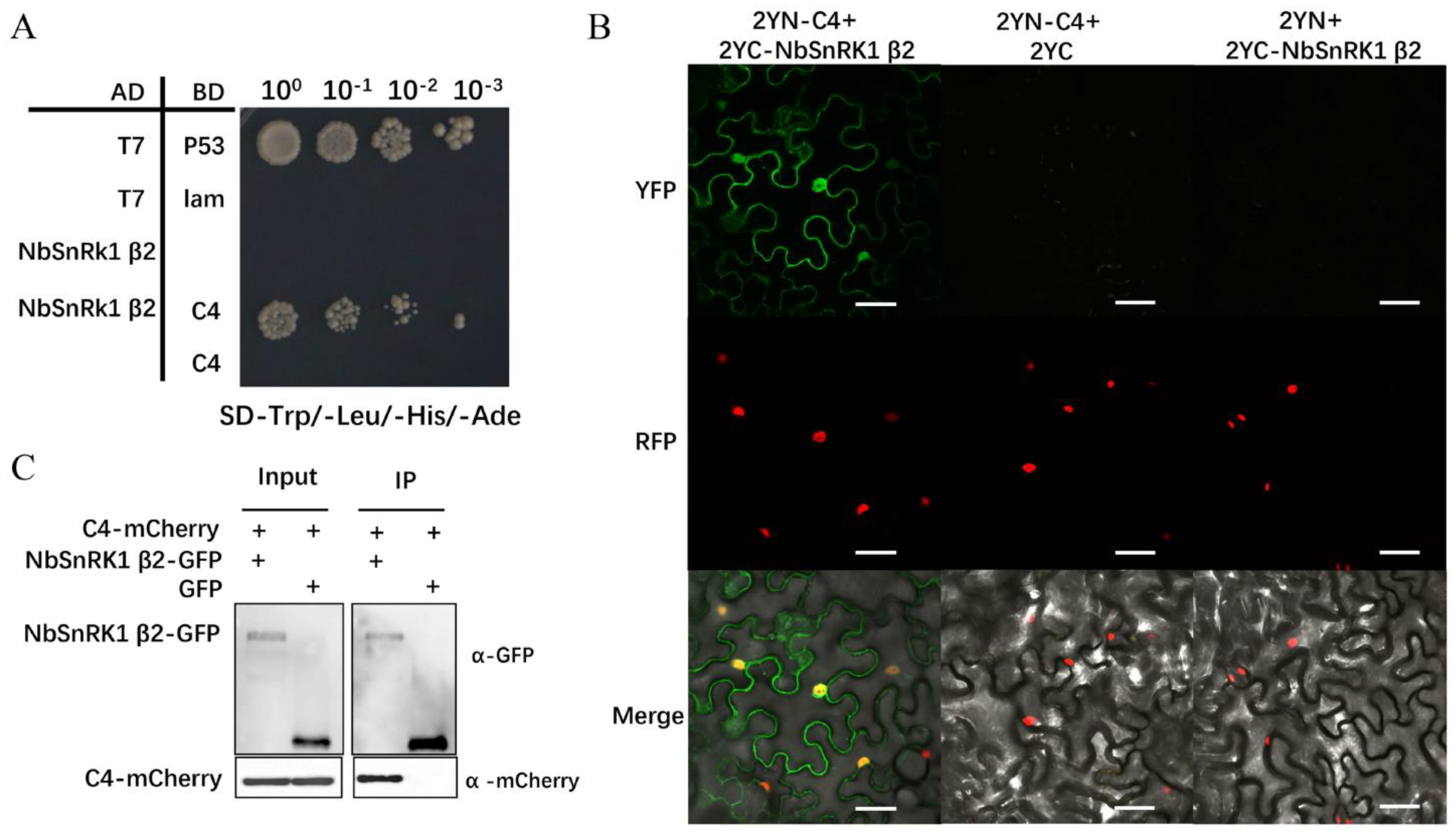 Viruses 16 00234 g002