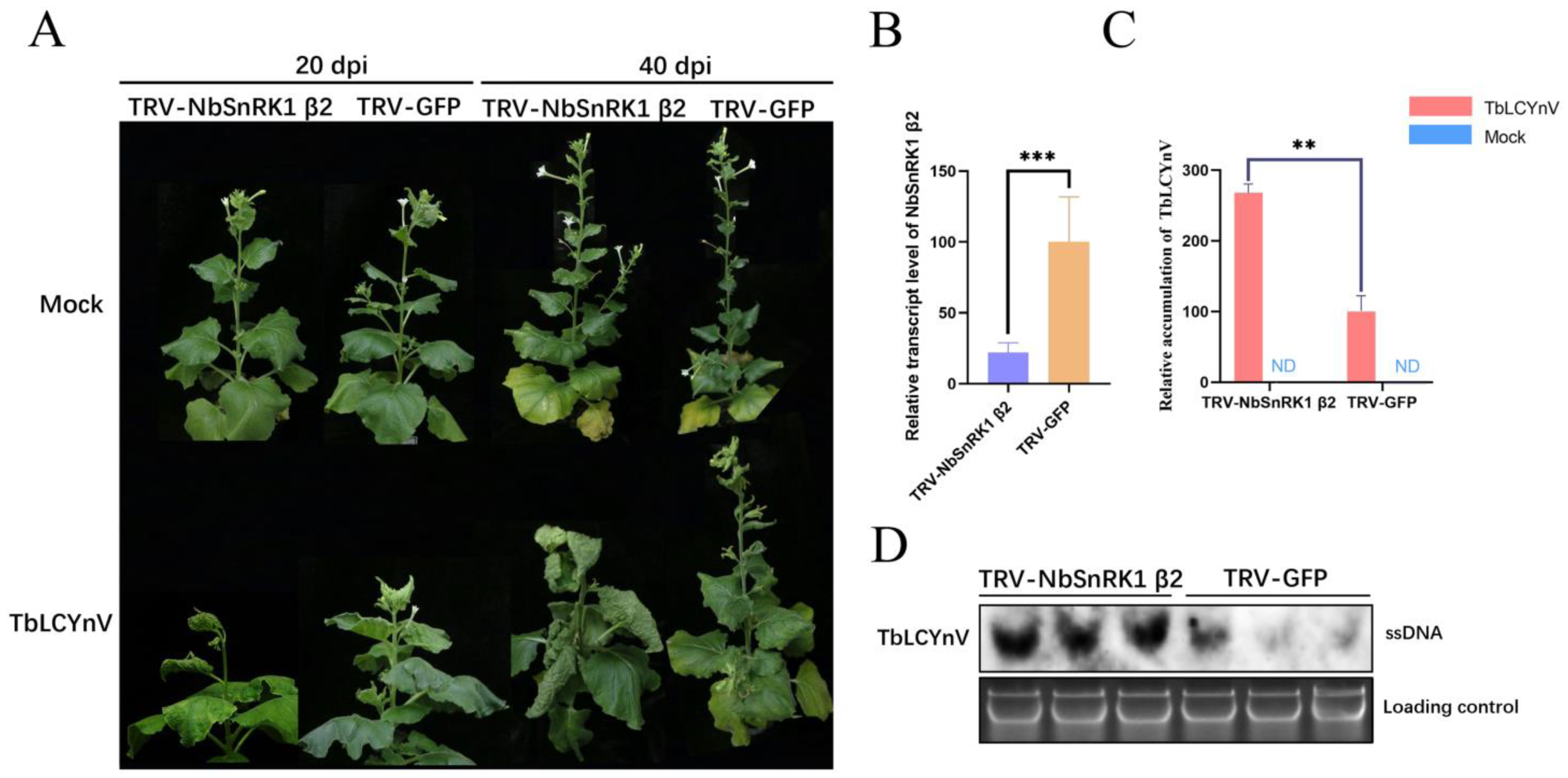 Viruses 16 00234 g003