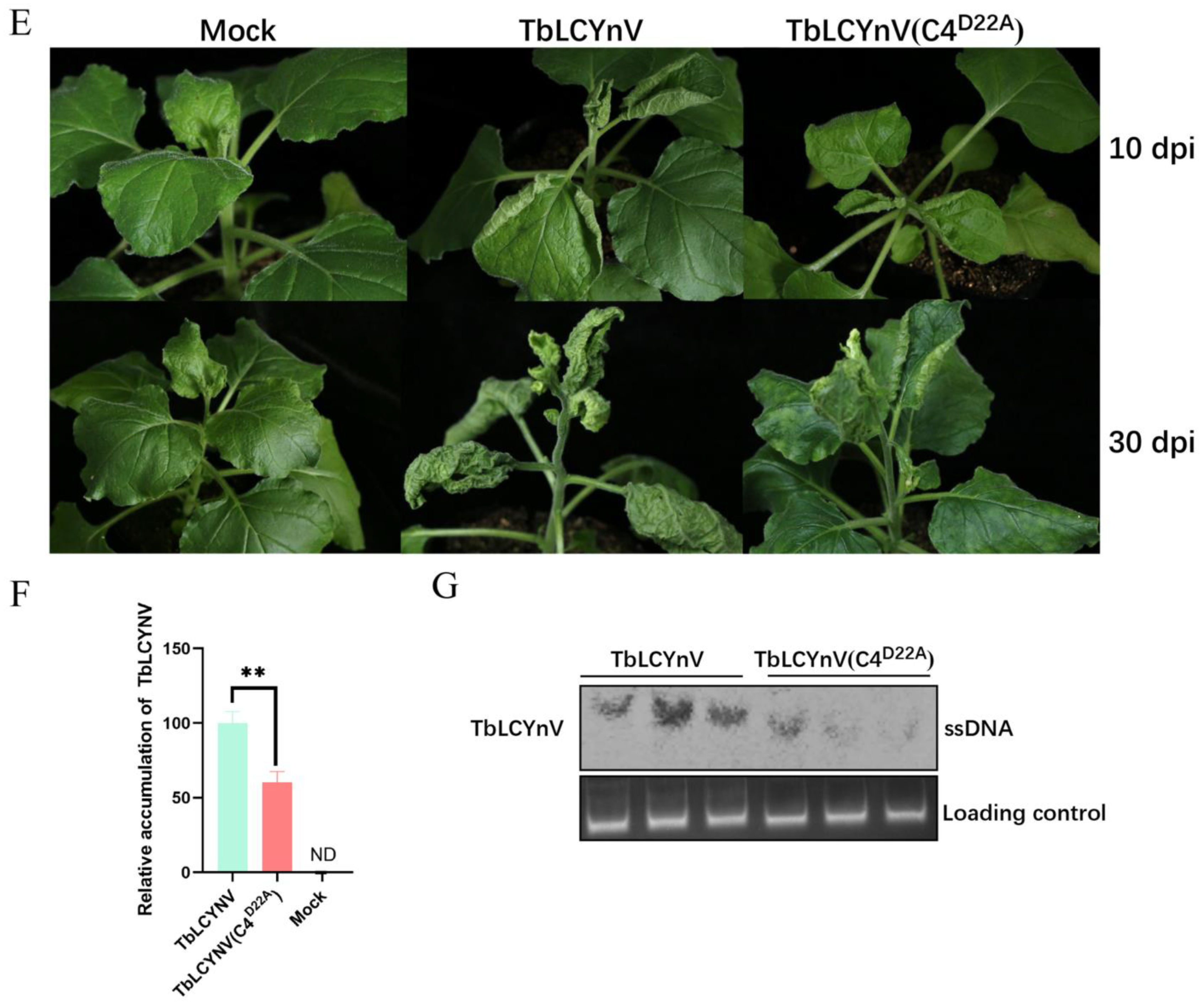 Viruses 16 00234 g004b
