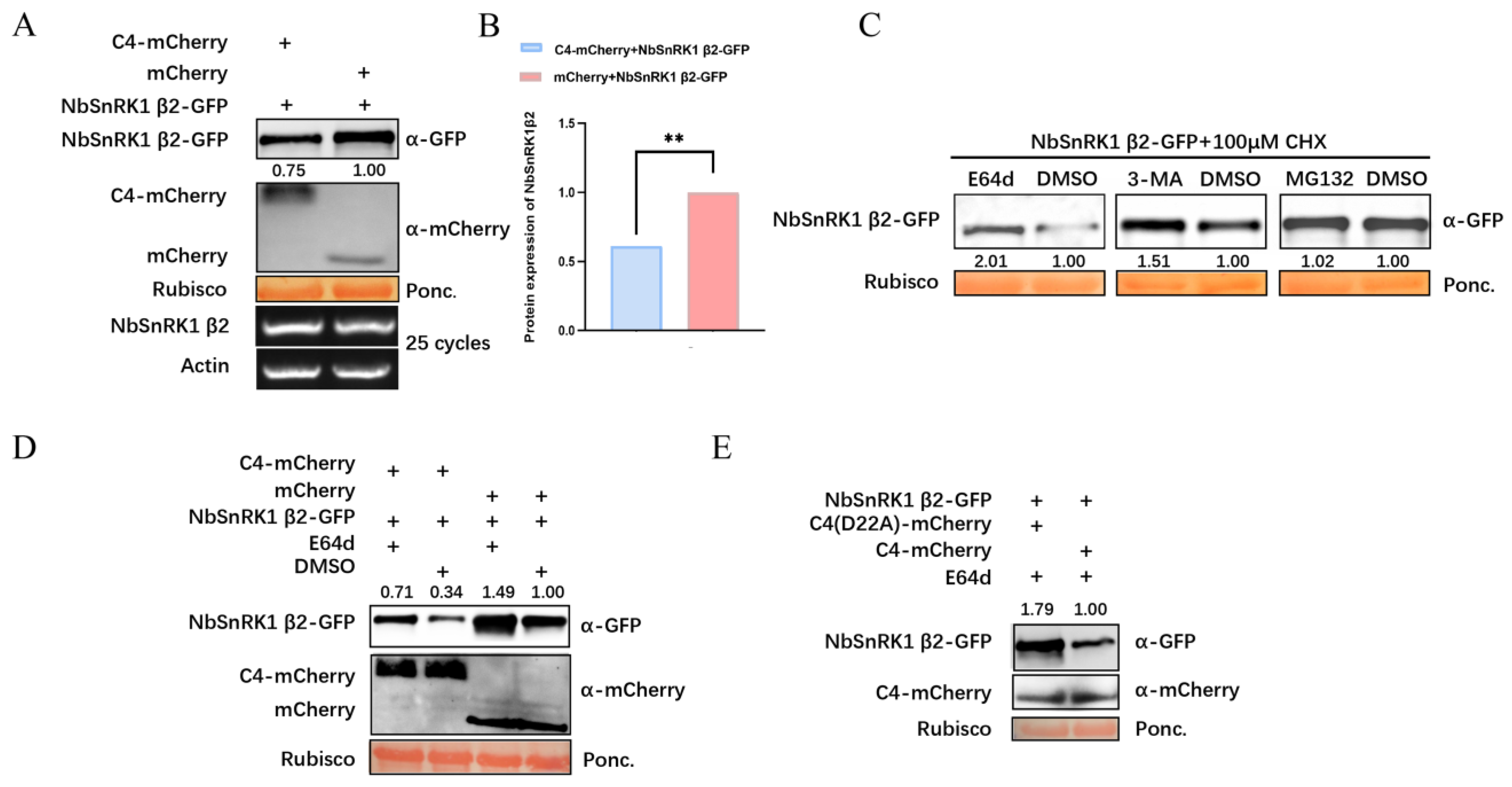 Viruses 16 00234 g005