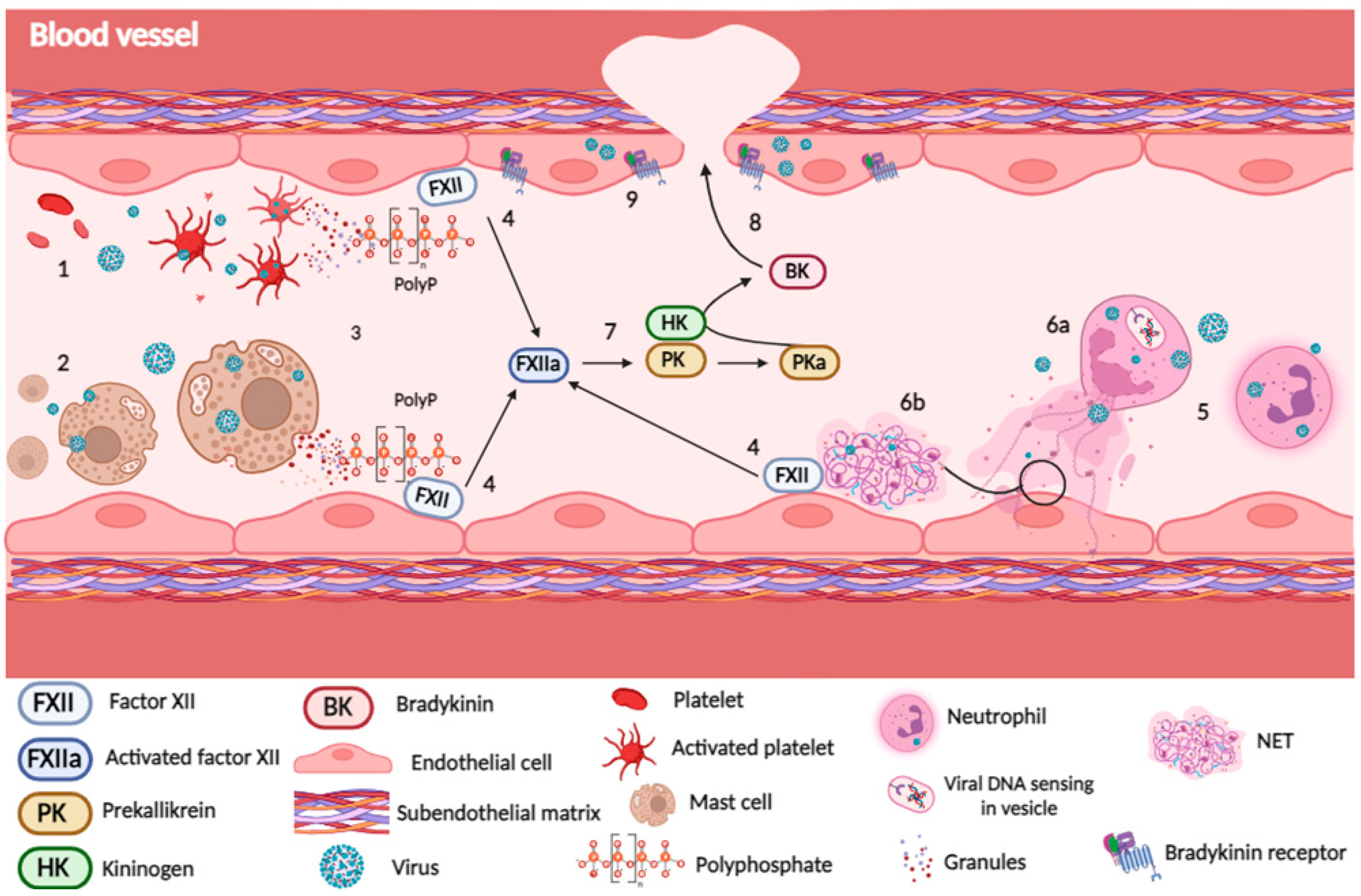 Viruses 16 00245 g002 Viruses 16 00245 g002