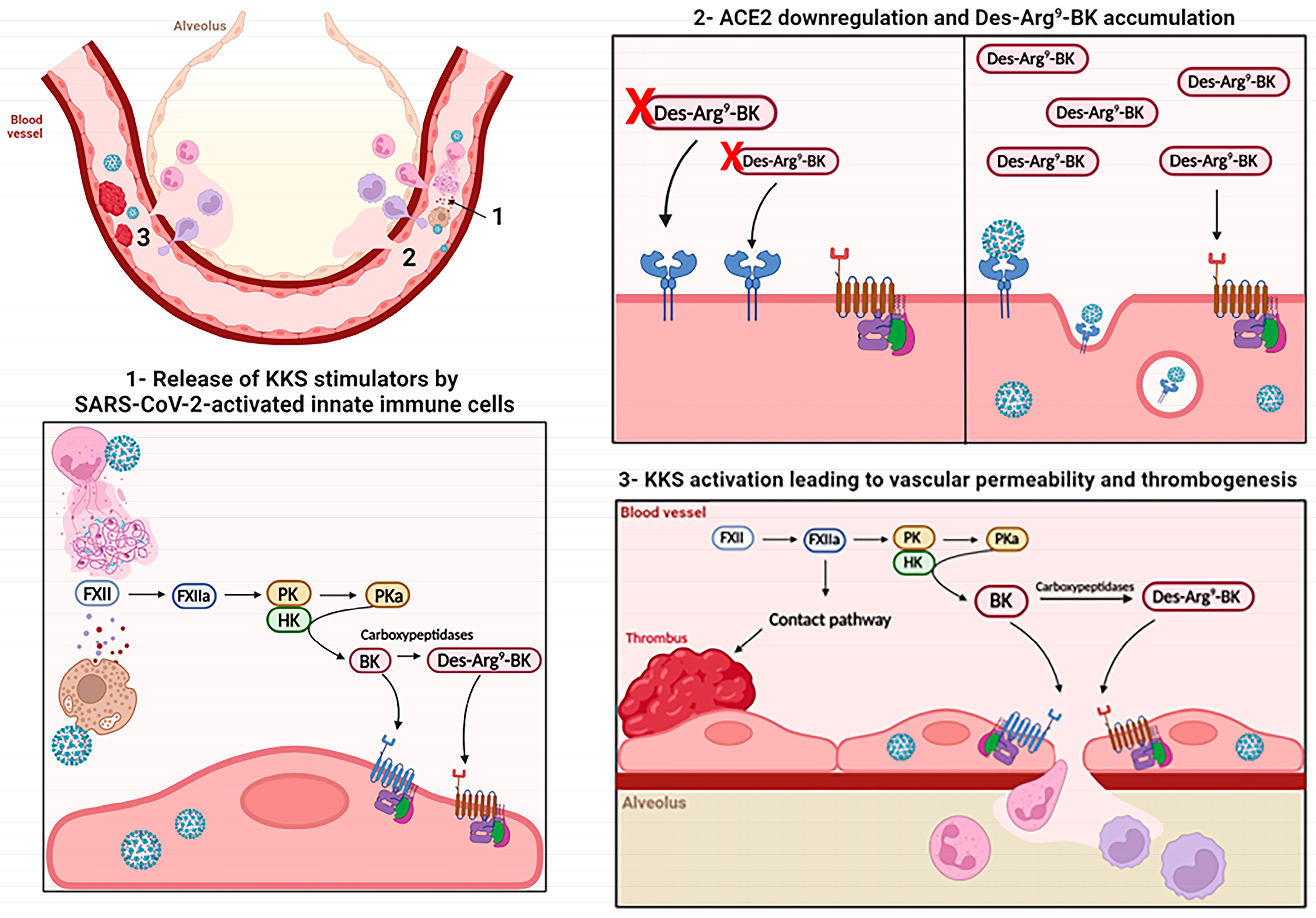 Viruses 16 00245 g003 Viruses 16 00245 g003