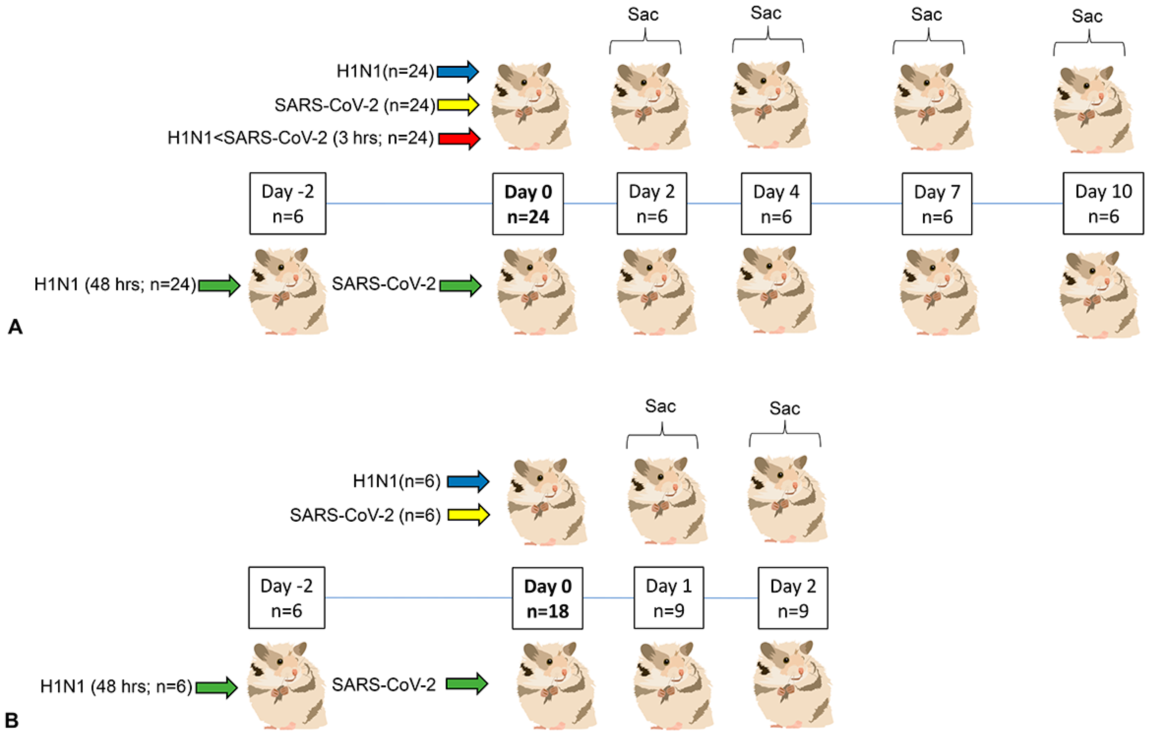 Viruses 16 00246 g001