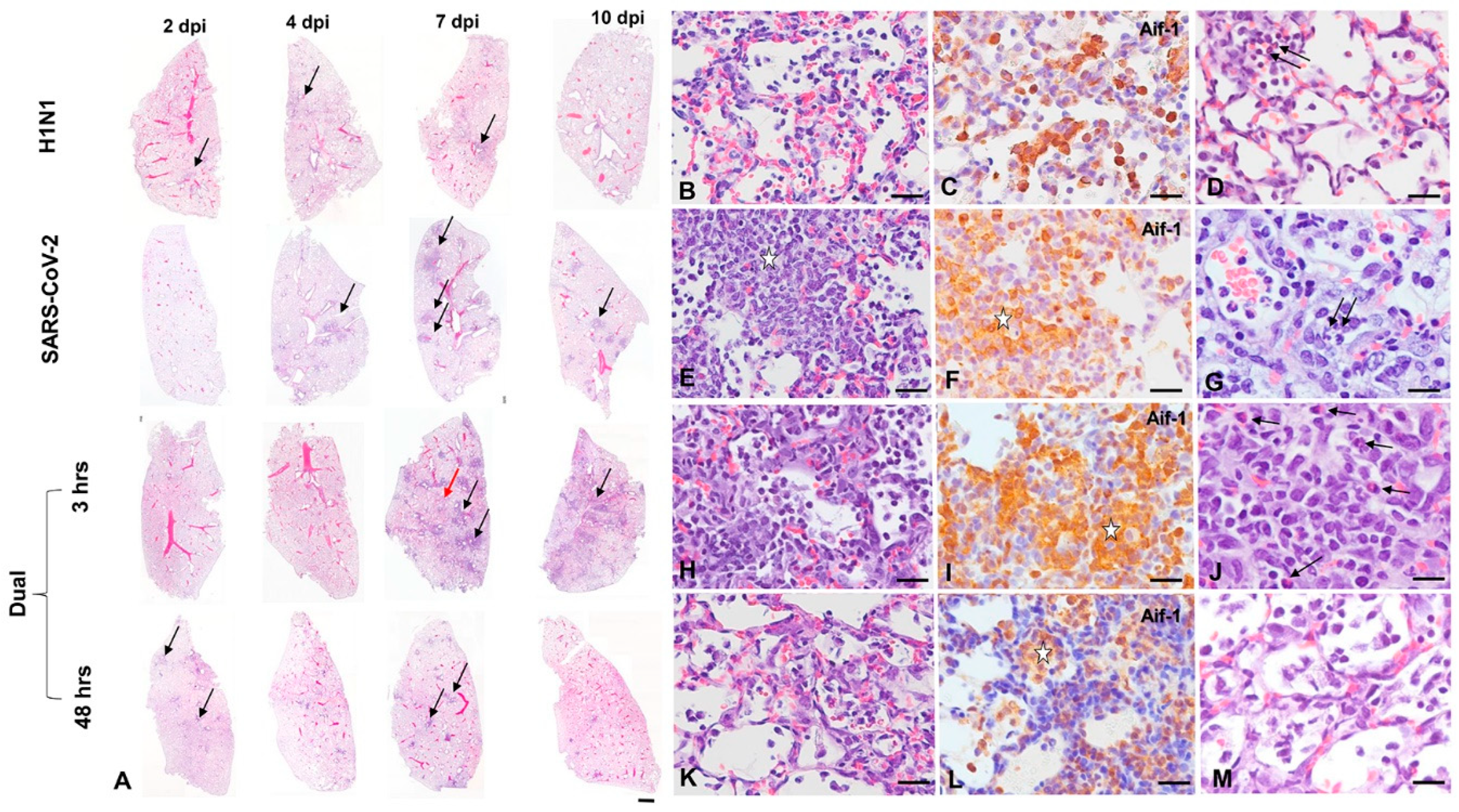 Viruses 16 00246 g003