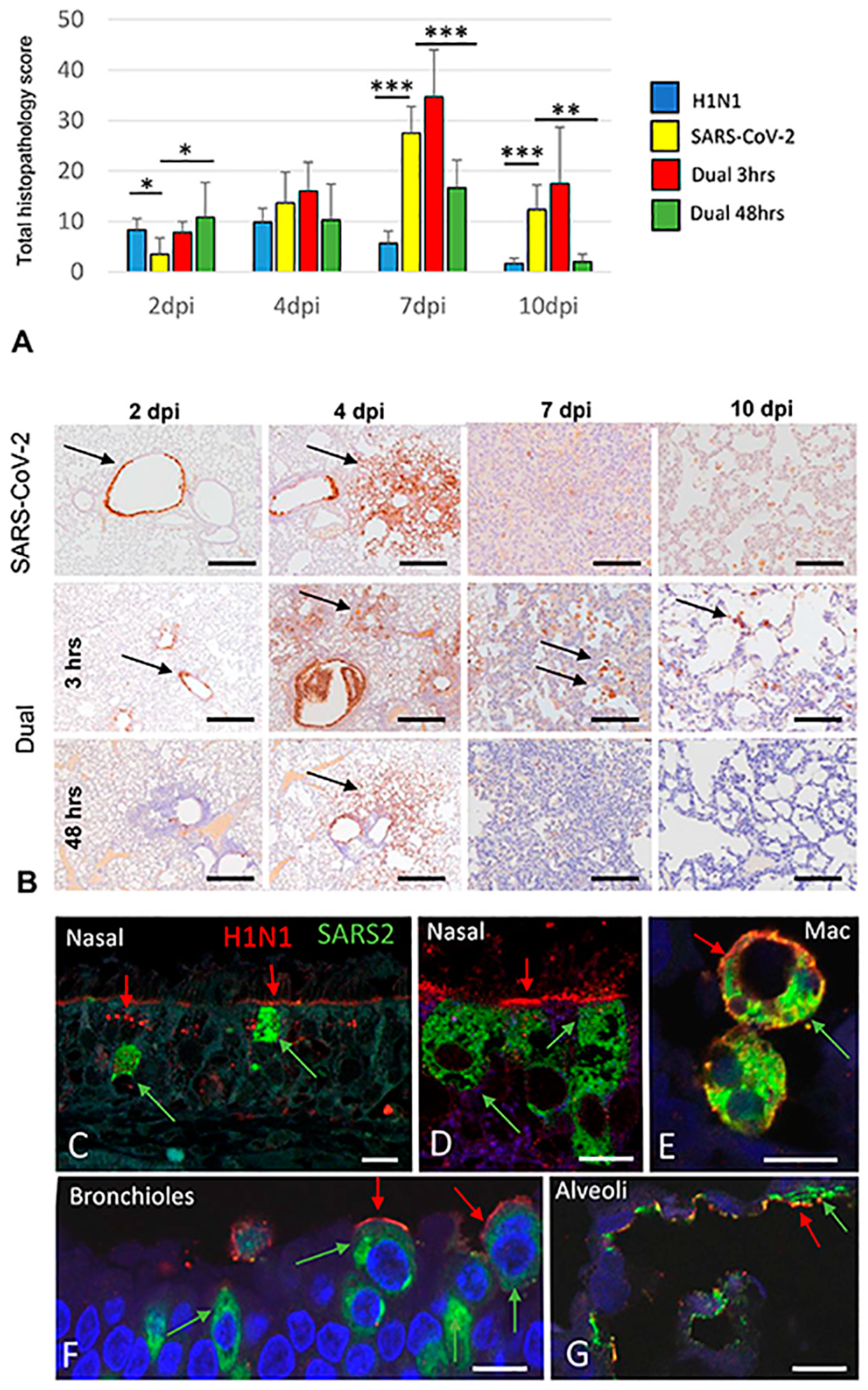 Viruses 16 00246 g004