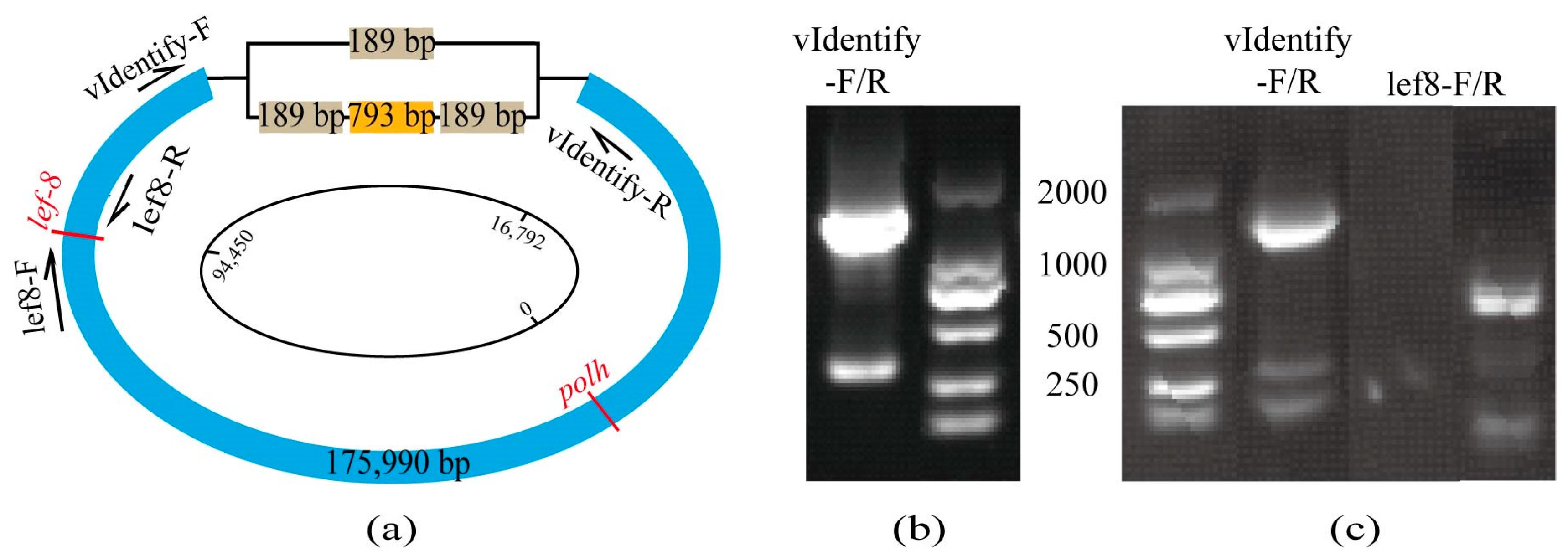 Viruses 16 00252 g002