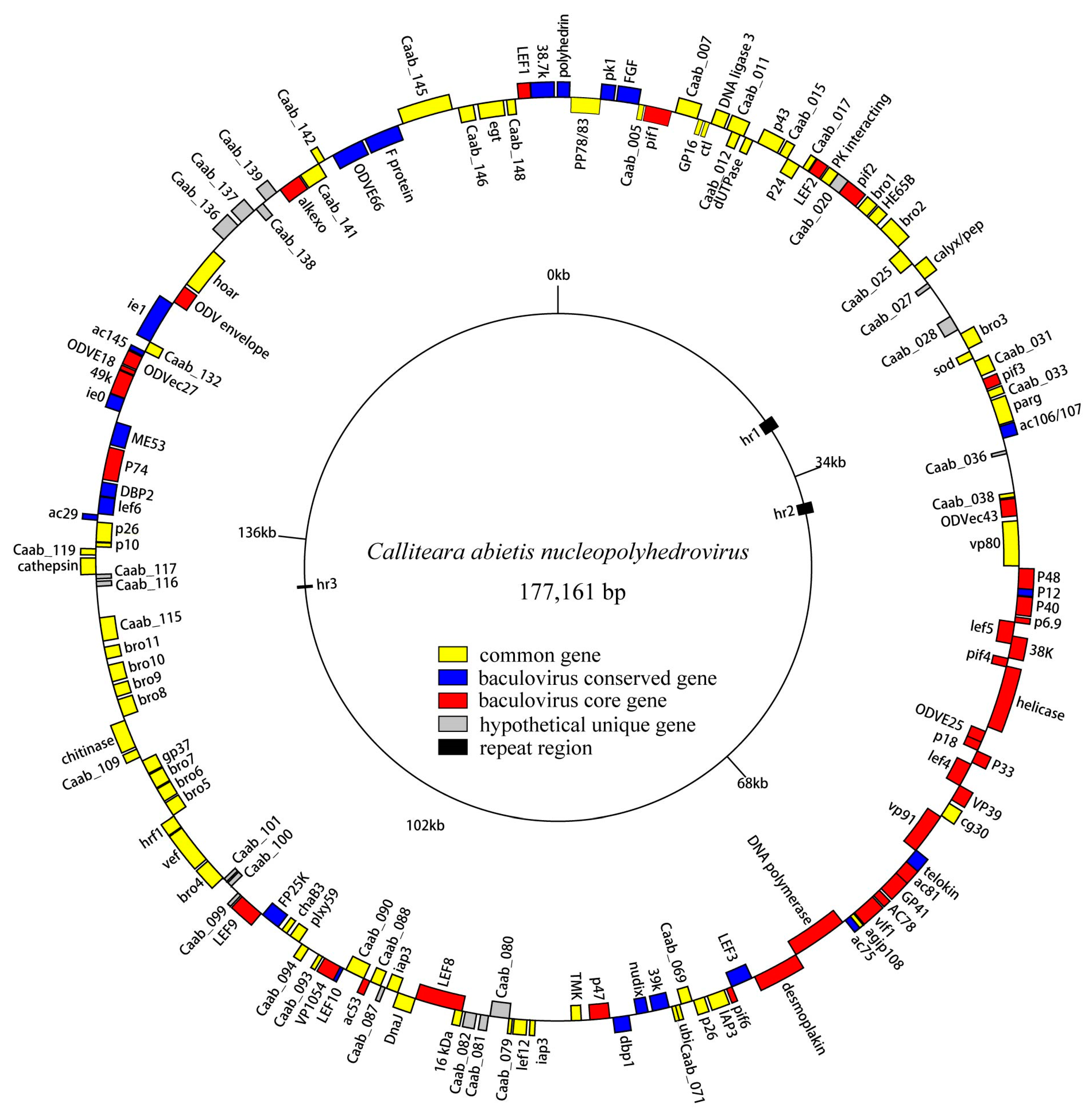 eitamページ Sequencing, Analysis and Organization of the Complete Genome