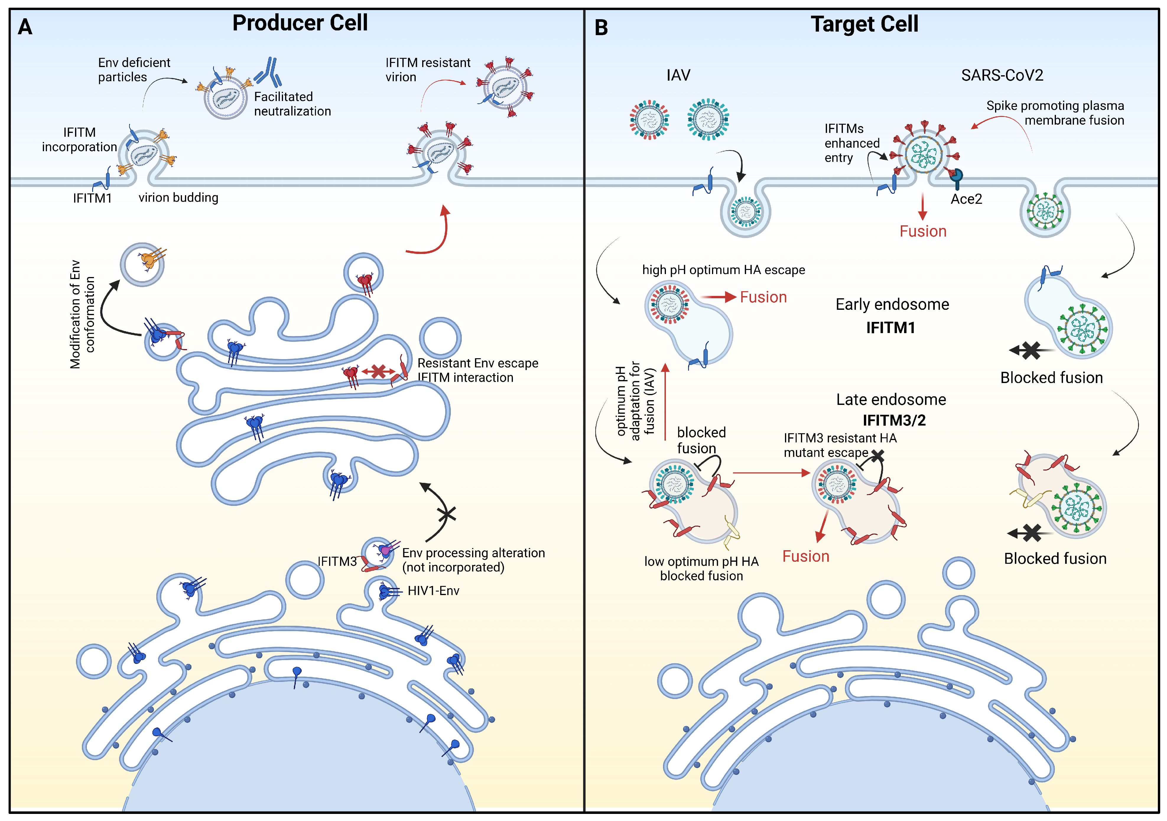 Viruses 16 00254 g002