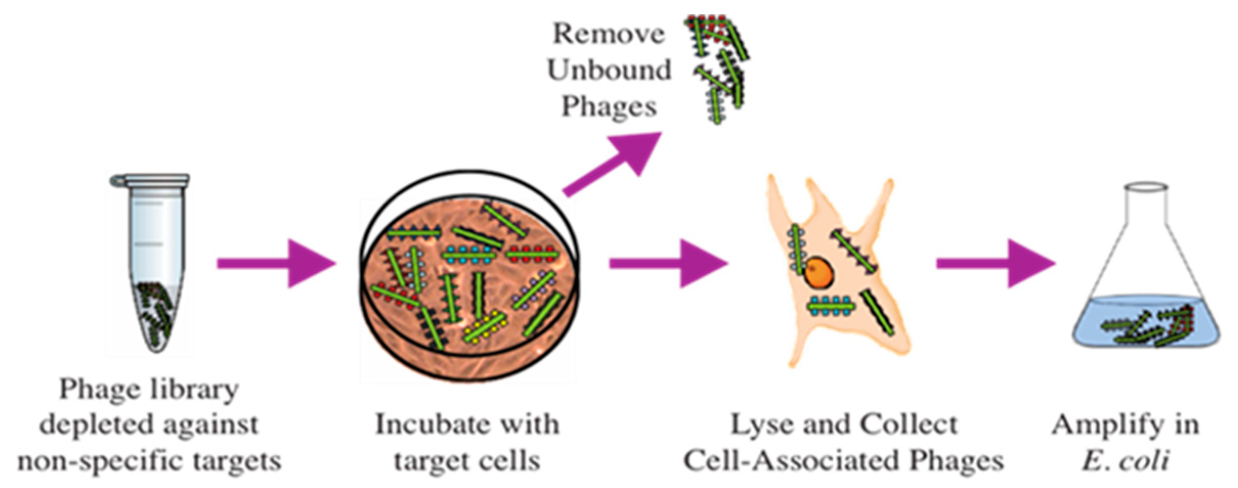 Viruses 16 00277 g005 Viruses 16 00277 g005
