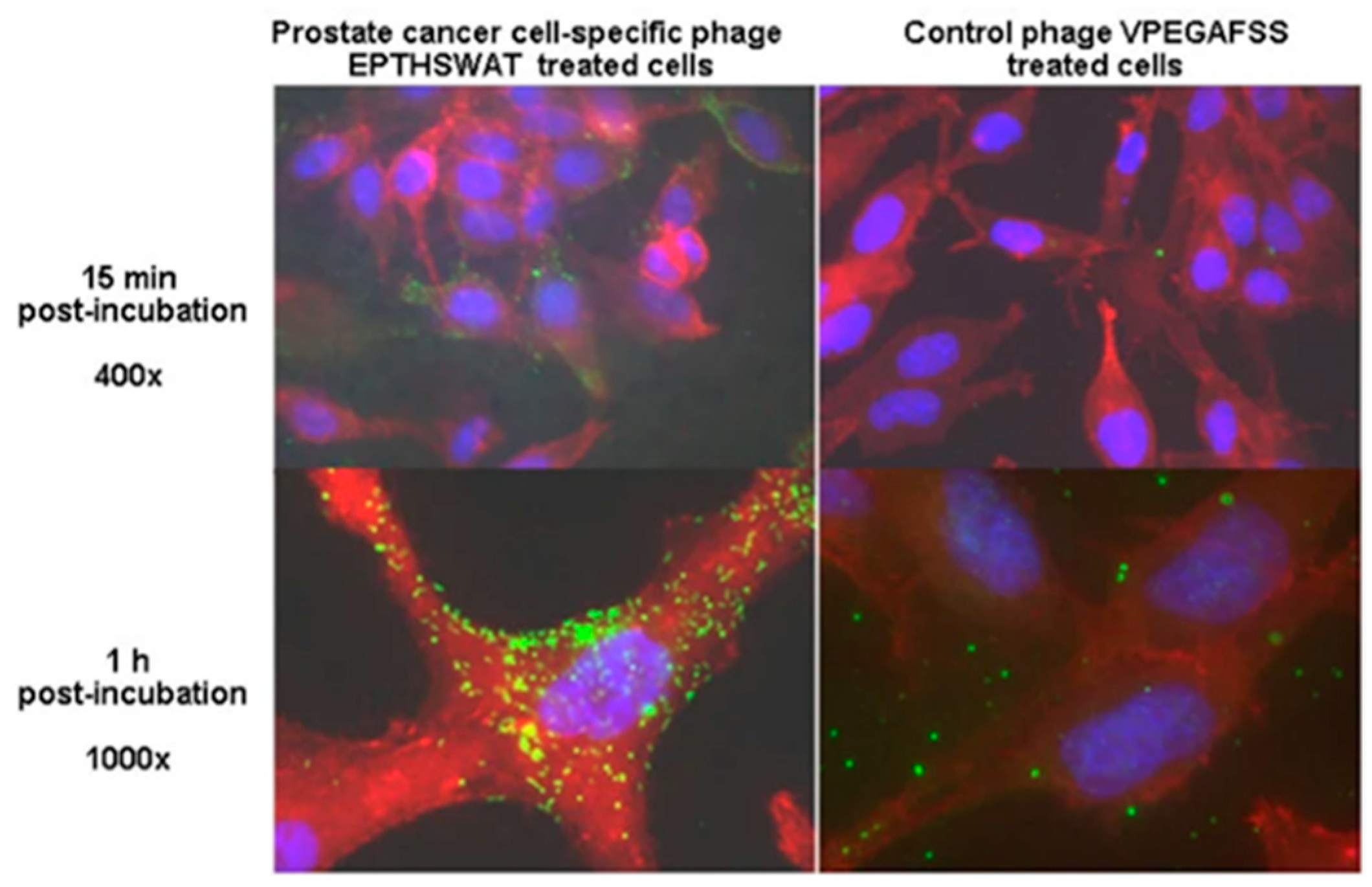 Viruses 16 00277 g007 Viruses 16 00277 g007