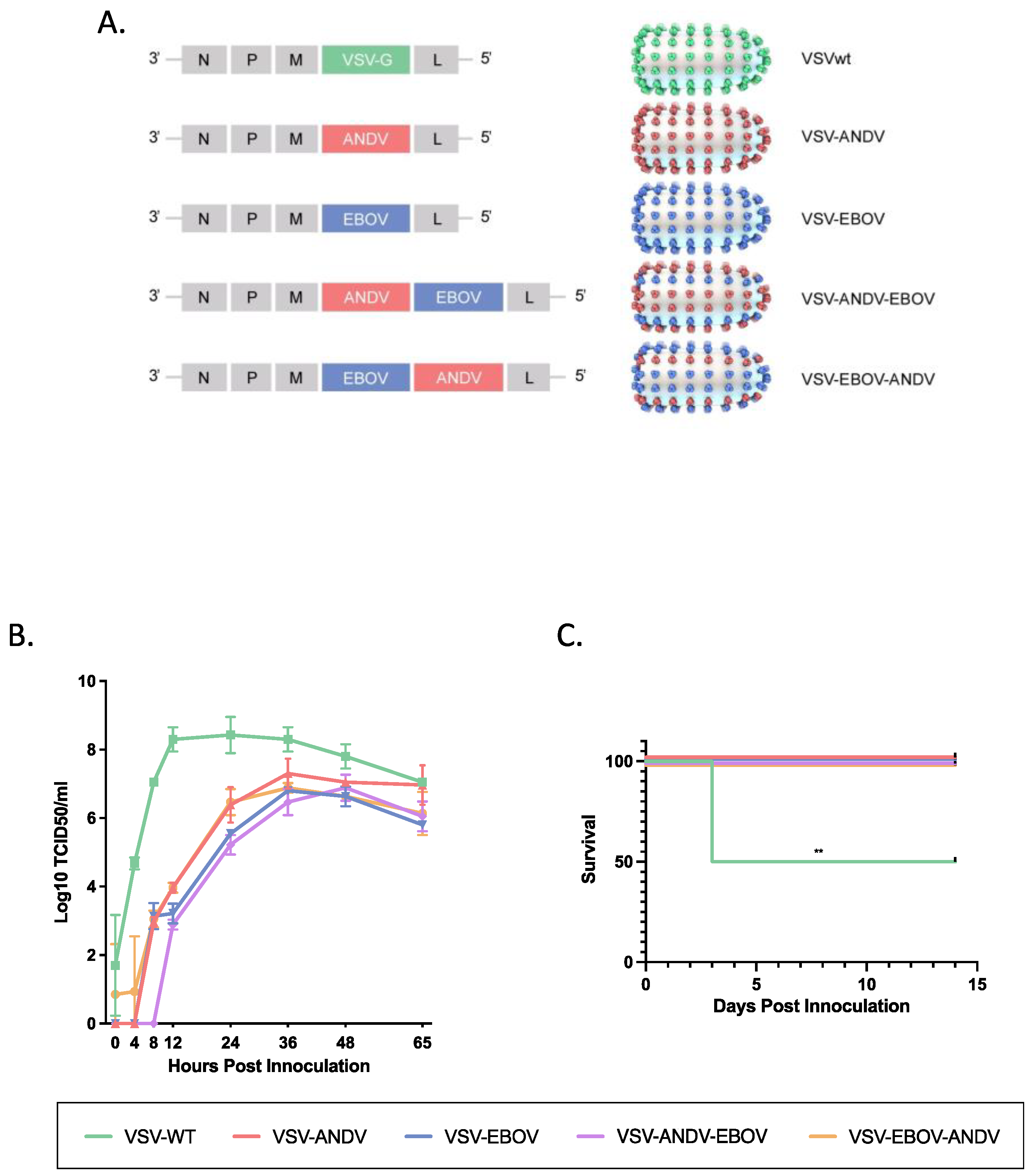 Viruses 16 00279 g001 Viruses 16 00279 g001