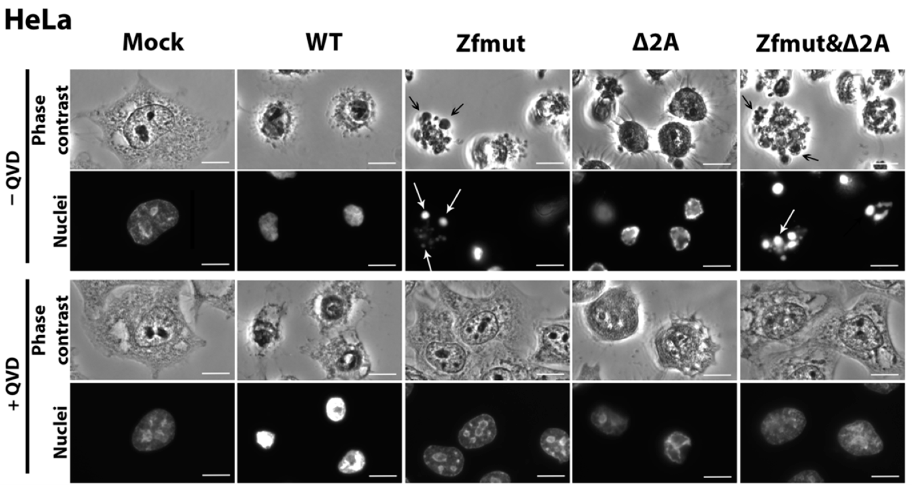 Viruses 16 00280 g004 Viruses 16 00280 g004