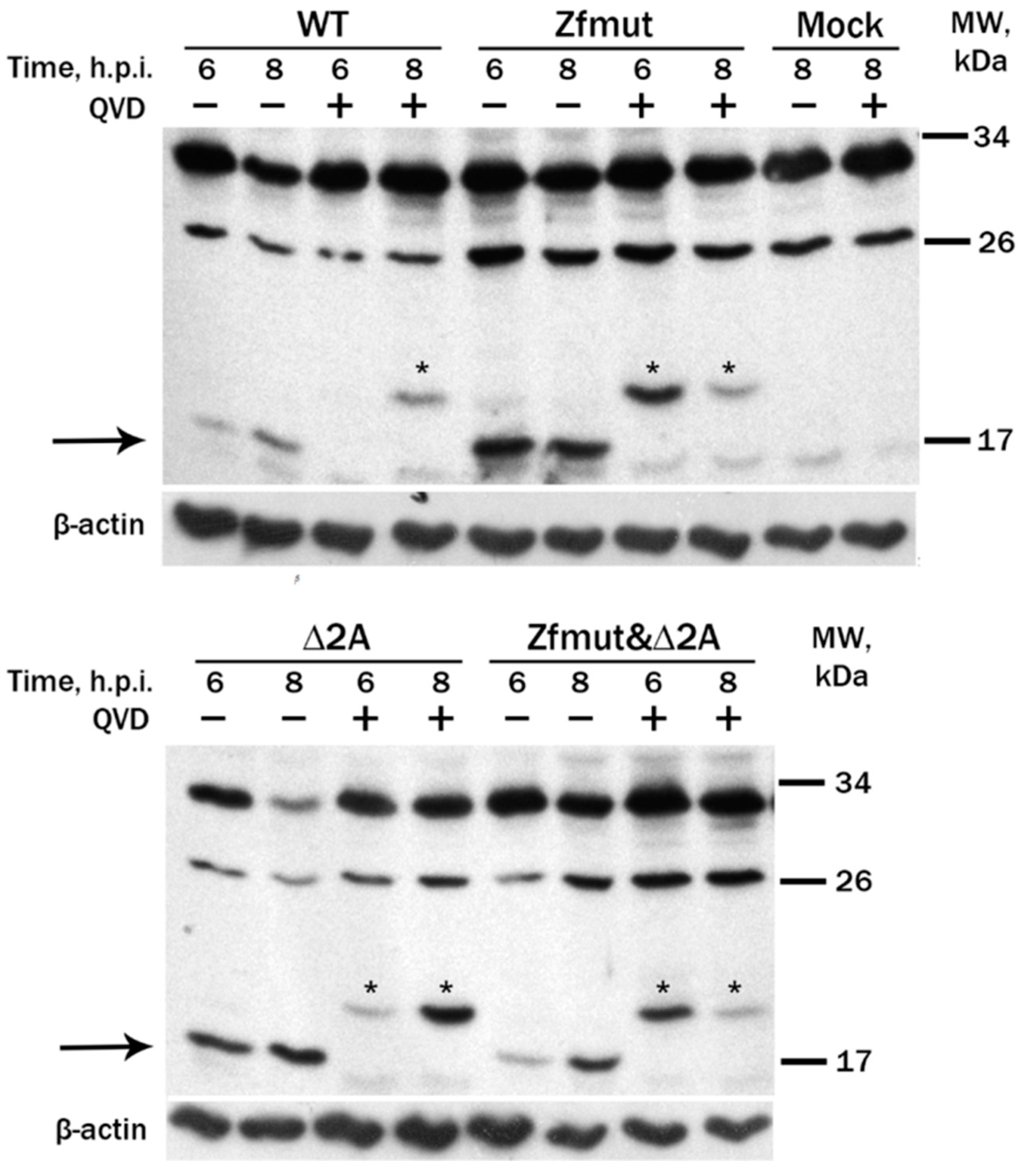 Viruses 16 00280 g006 Viruses 16 00280 g006