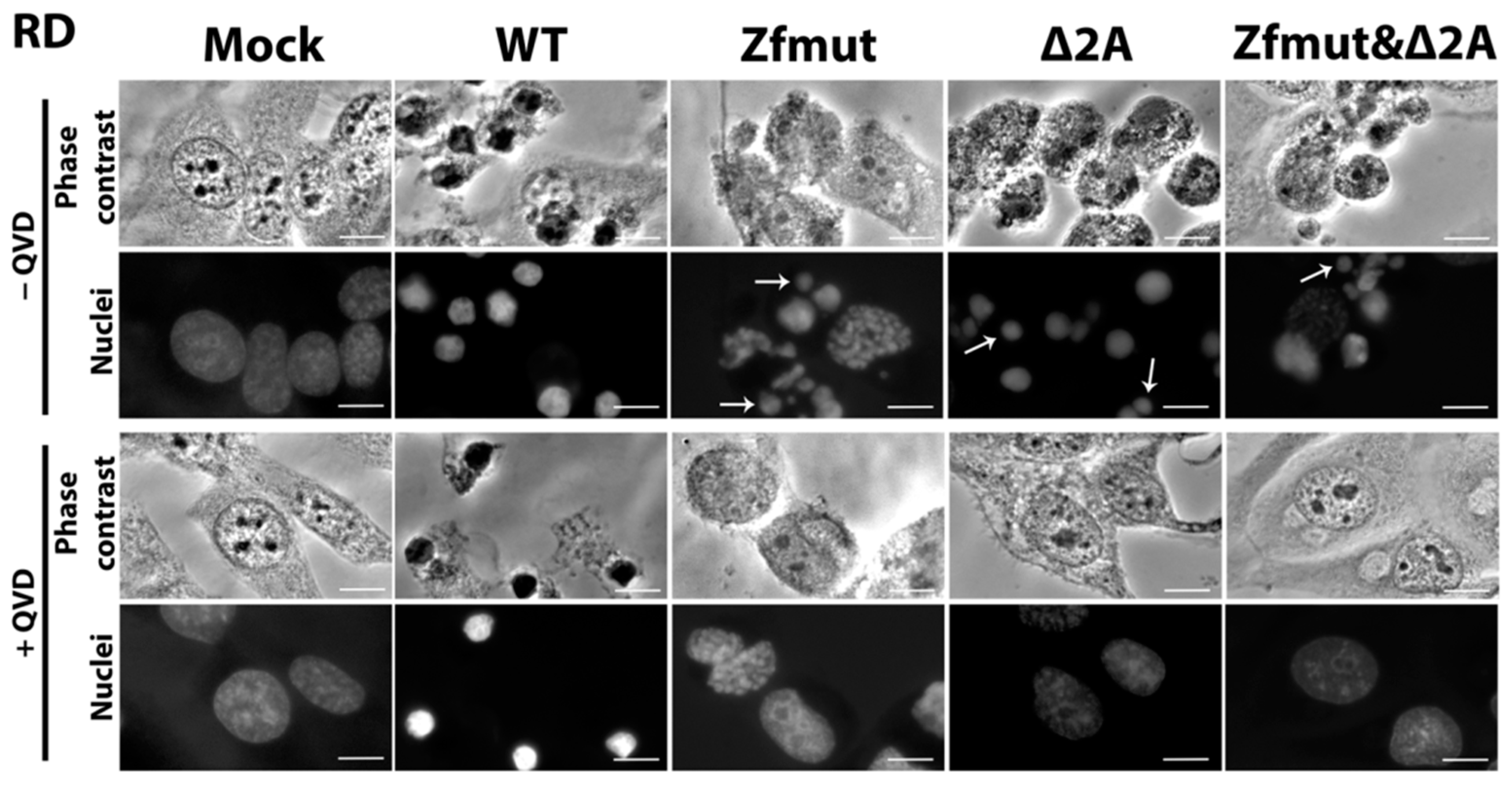 Viruses 16 00280 g007 Viruses 16 00280 g007
